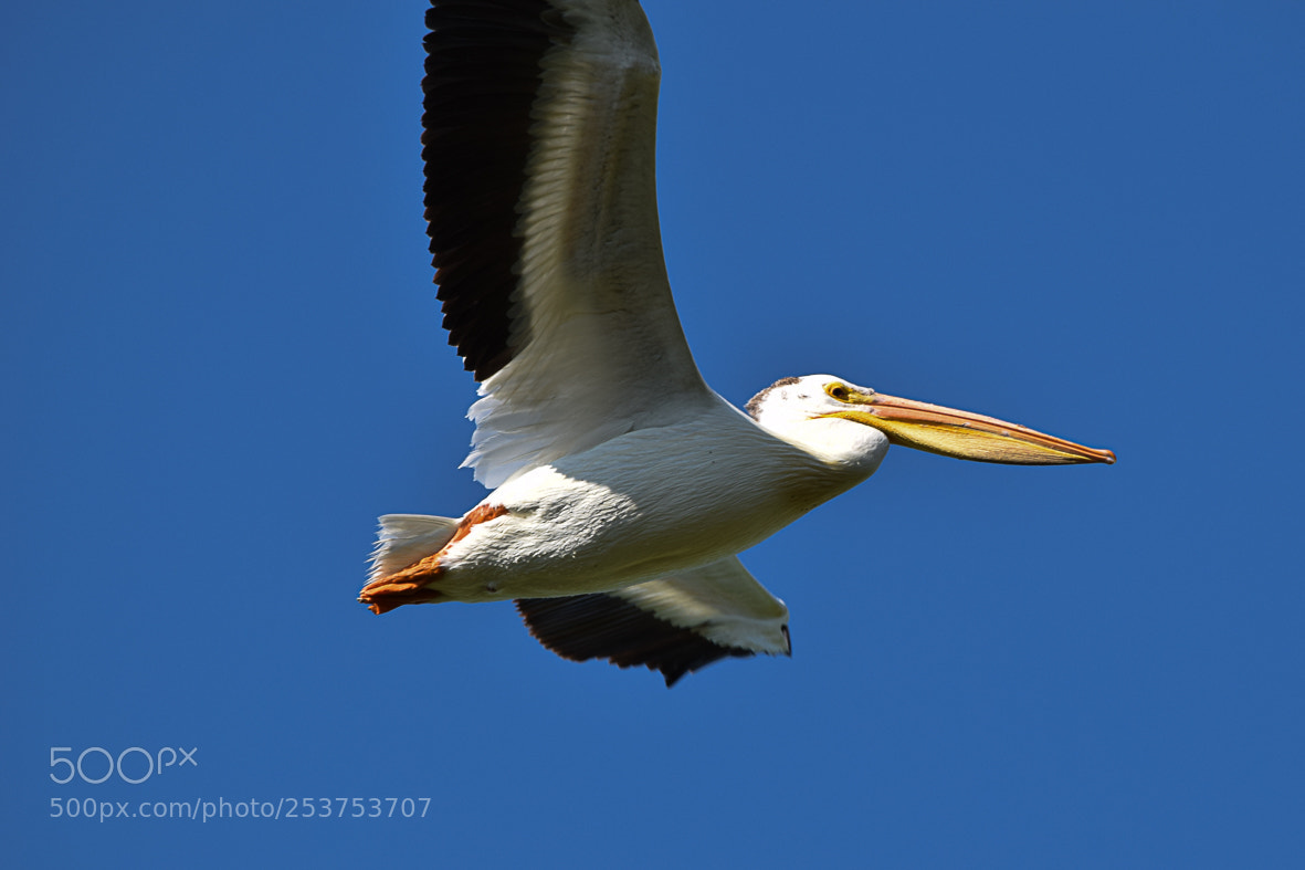 Nikon D3300 sample photo. American white pelican photography