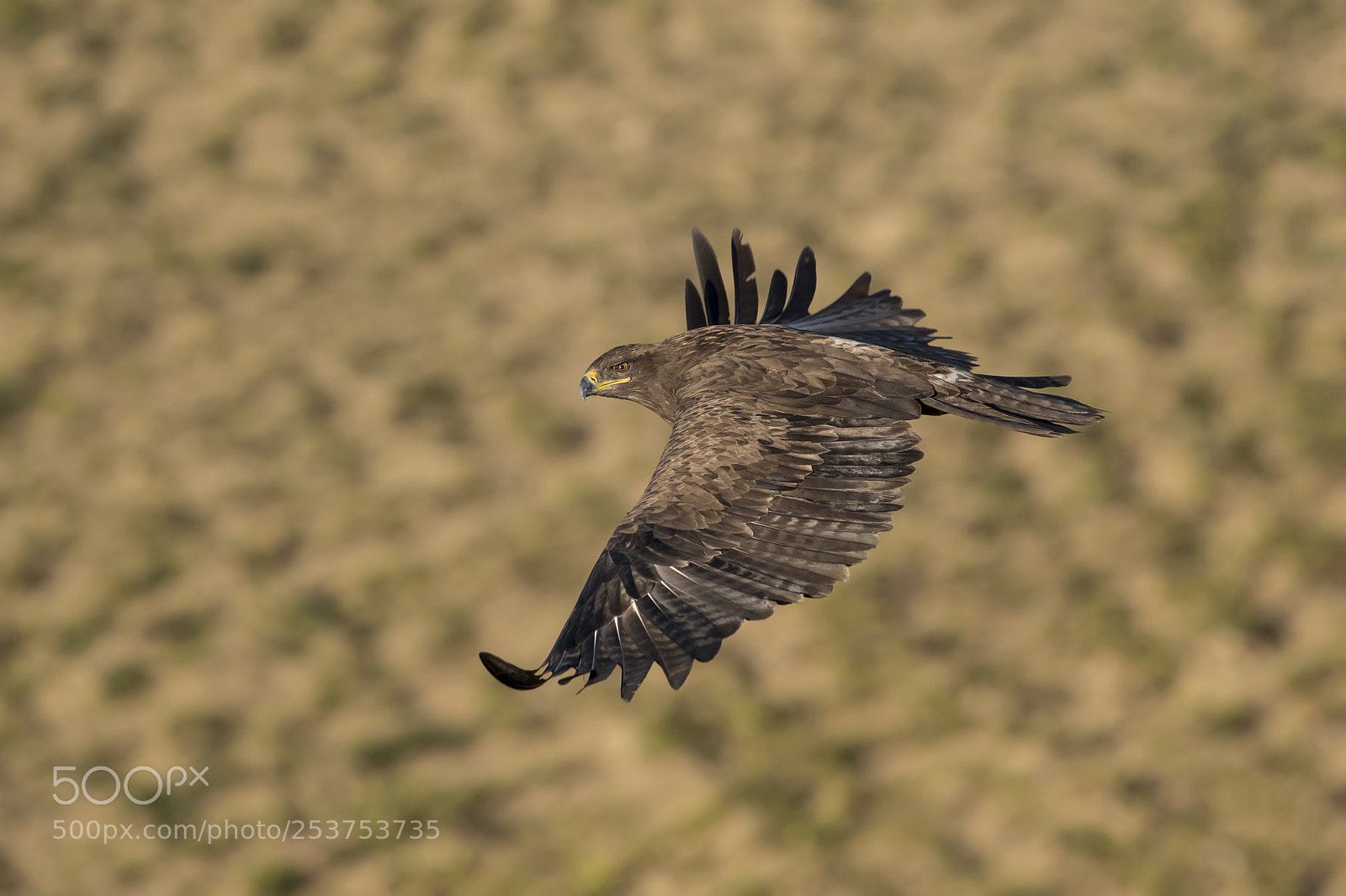 Nikon D500 sample photo. Eagle's stare photography