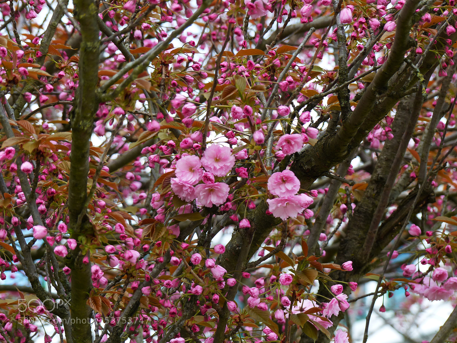 Panasonic Lumix DMC-FZ200 sample photo. Untitled photography