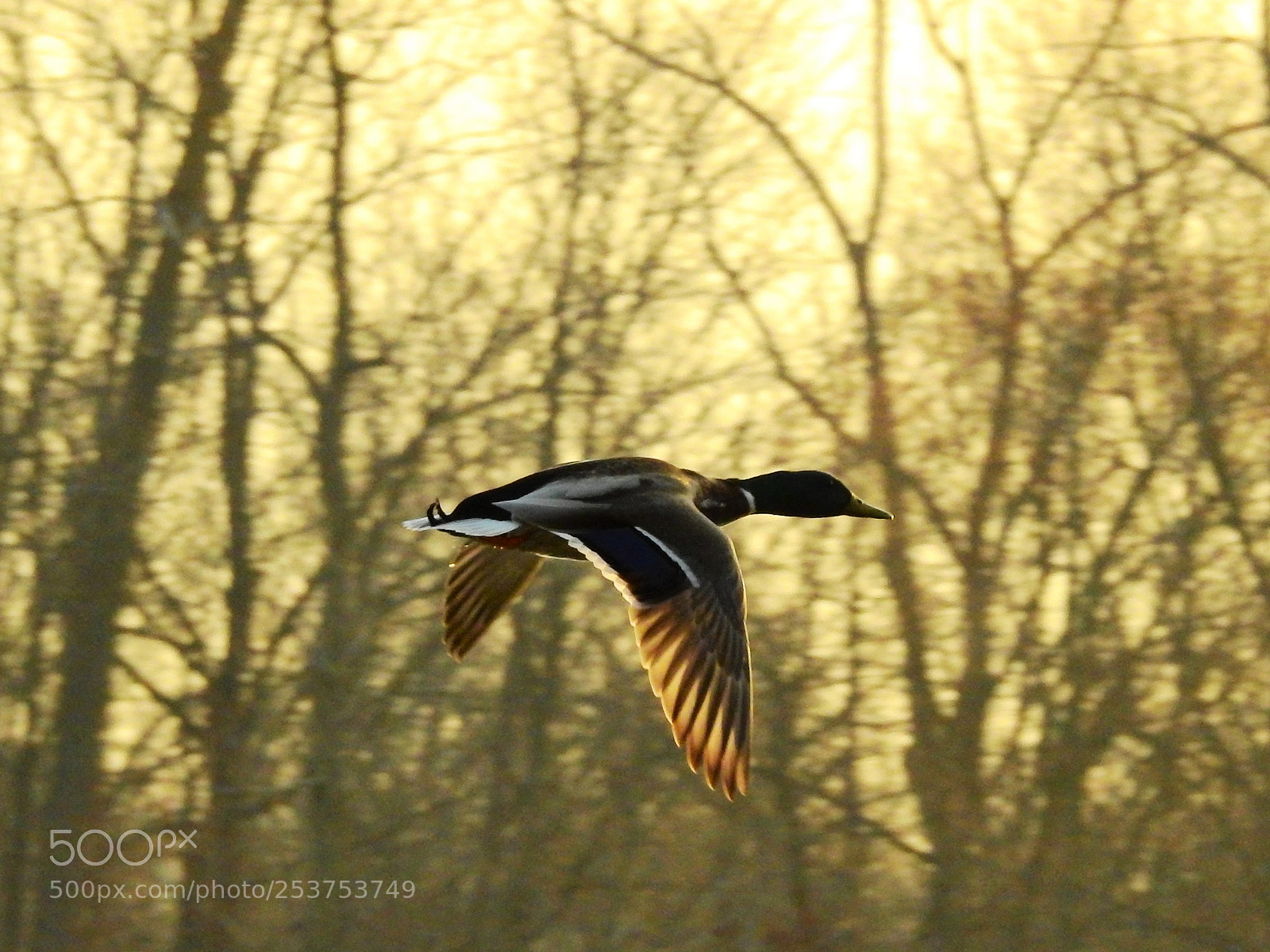 Nikon Coolpix P900 sample photo. Sunlight and flight photography