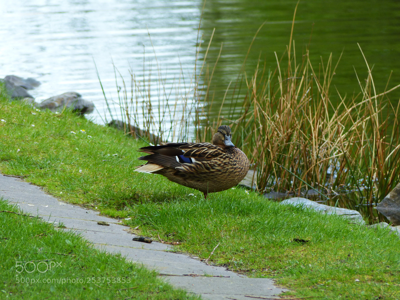 Panasonic Lumix DMC-FZ200 sample photo. Untitled photography