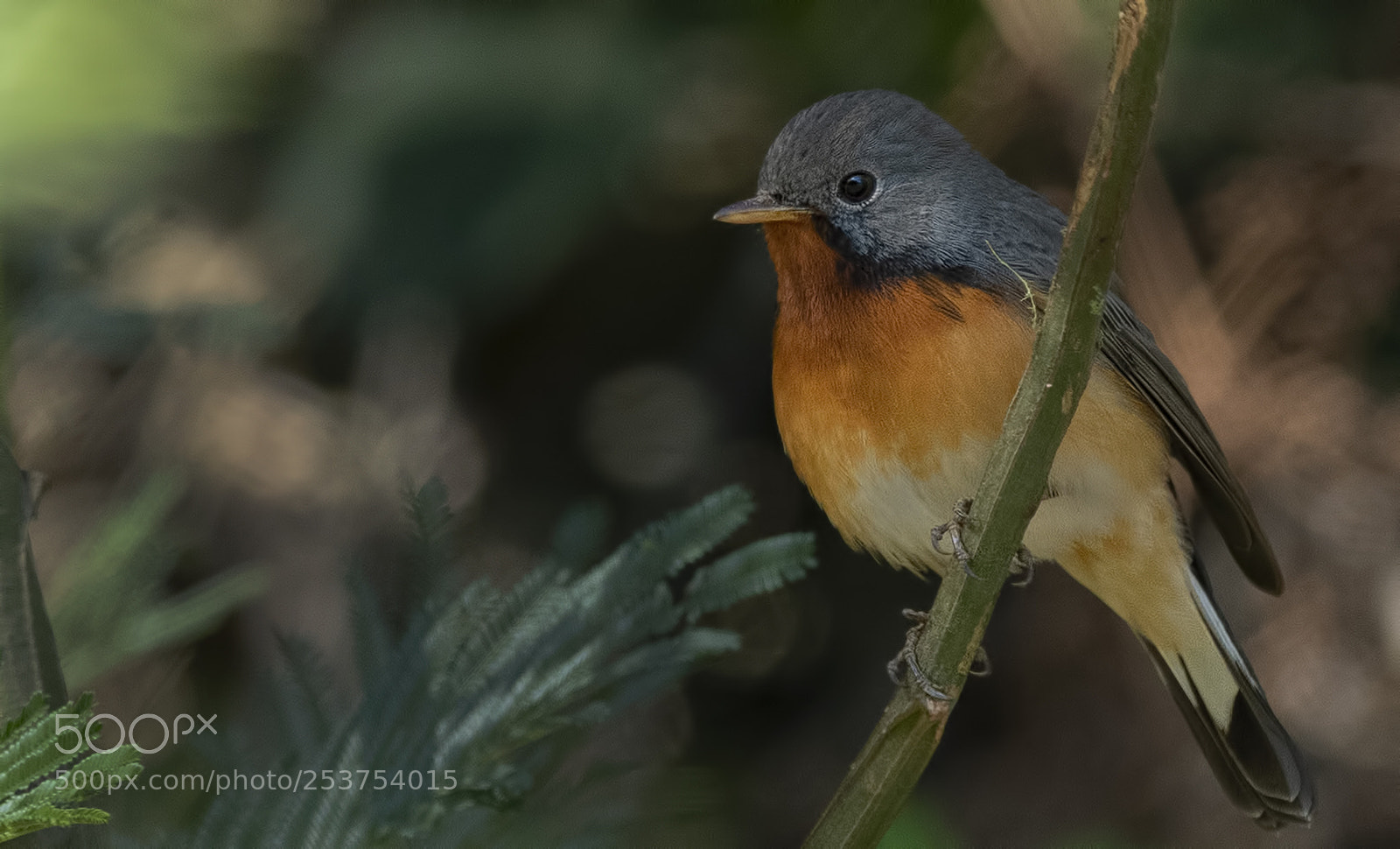 Nikon D850 sample photo. Kashmir flycatcher male photography