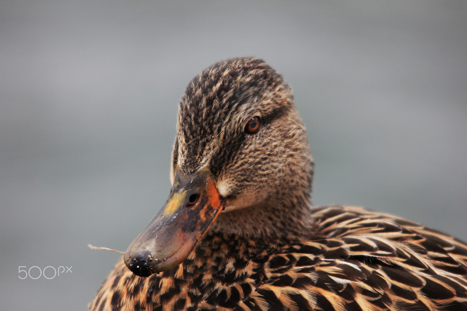 Canon EOS 600D (Rebel EOS T3i / EOS Kiss X5) + Sigma 150-500mm F5-6.3 DG OS HSM sample photo. #0506- hen mallard photography