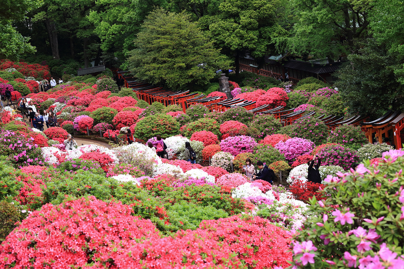 Canon EOS 6D + Canon EF 50mm F1.4 USM sample photo. Azalea festival at nezu photography