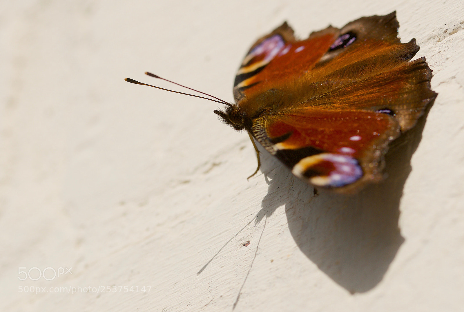 Nikon D7000 sample photo. Butterfly resting in the photography