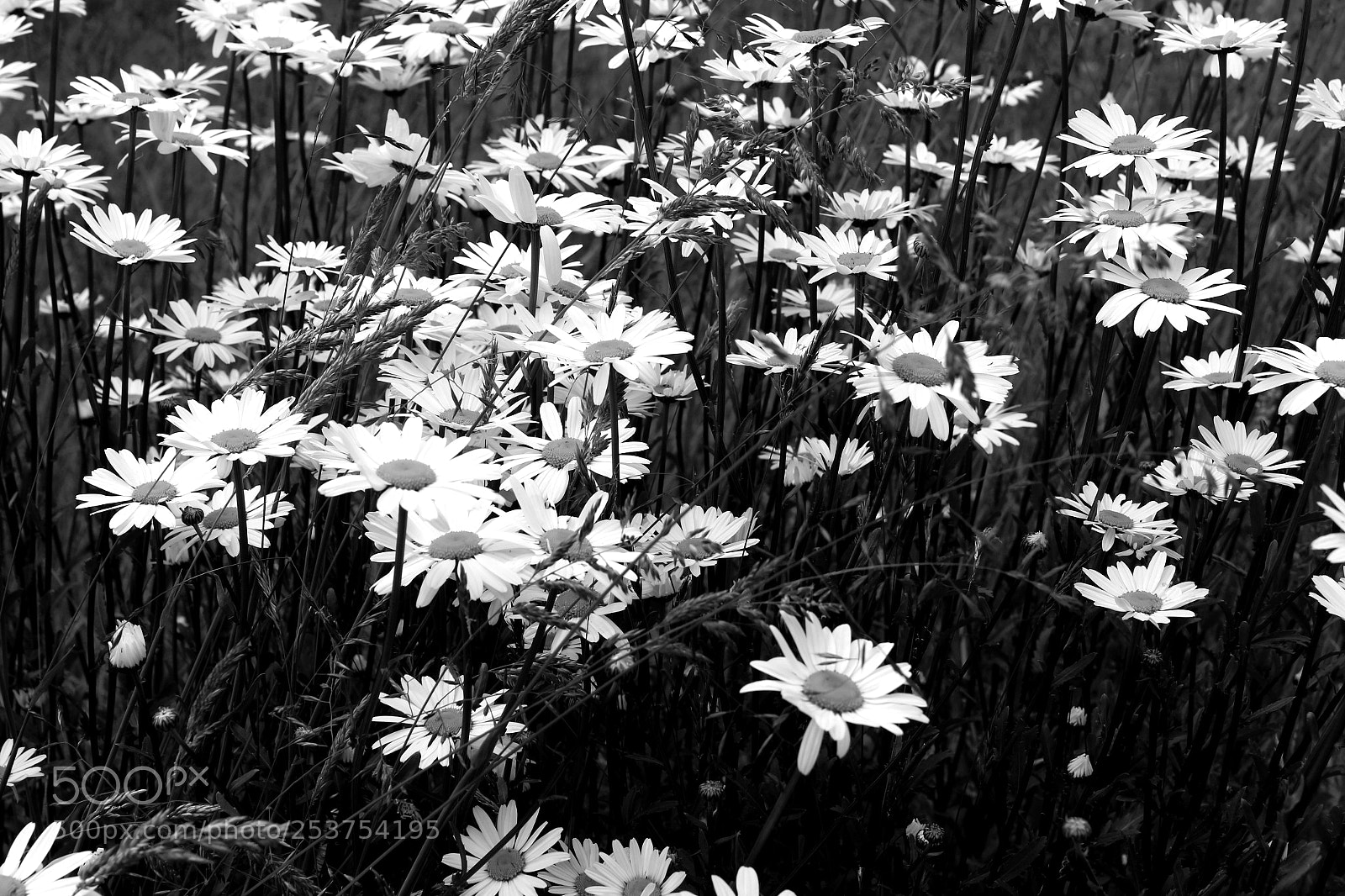 Canon EOS 650D (EOS Rebel T4i / EOS Kiss X6i) sample photo. Daisies photography