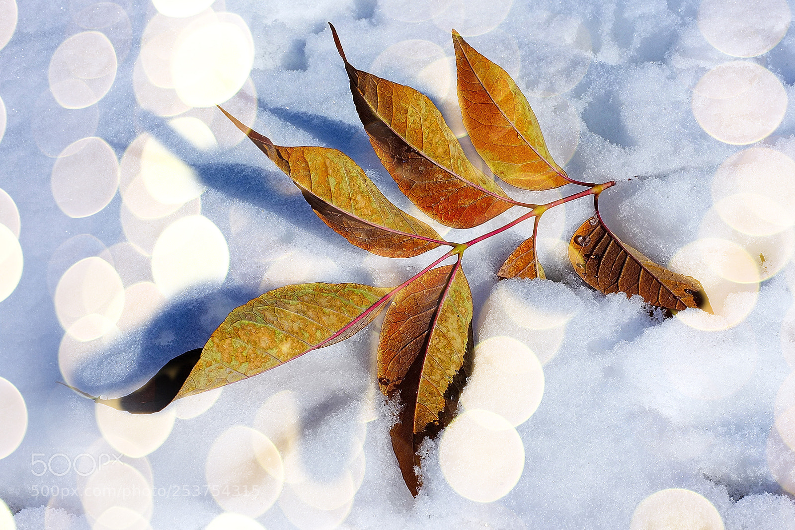 Fujifilm FinePix X100 sample photo. Leave in the snow photography