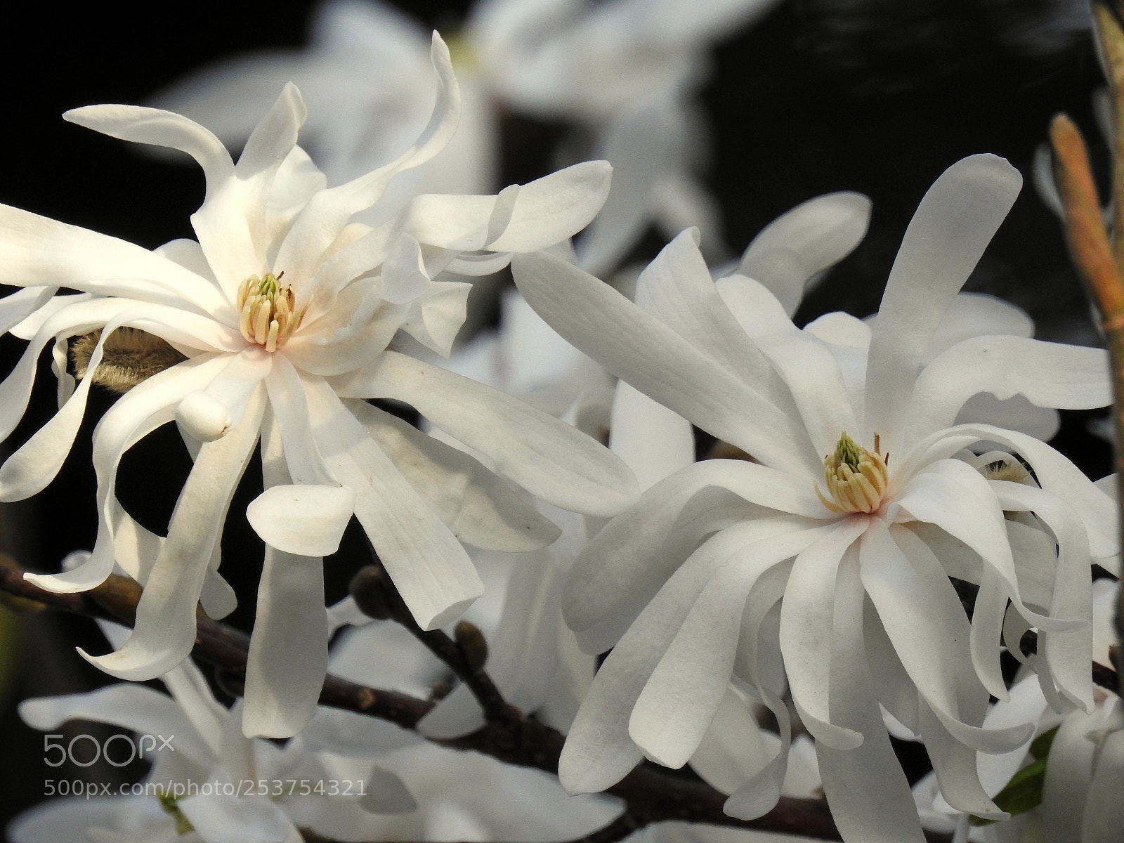 Nikon Coolpix P900 sample photo. Magnolia kobus - spring photography