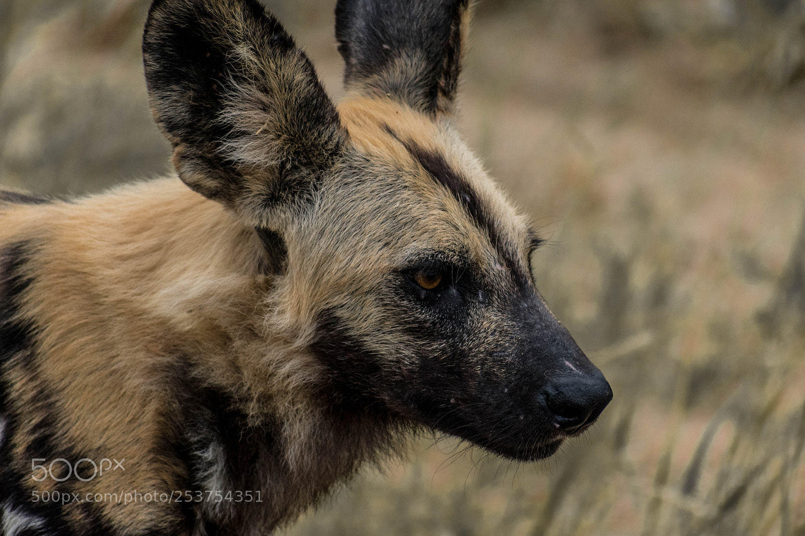 Nikon D3400 sample photo. Wild dog photography