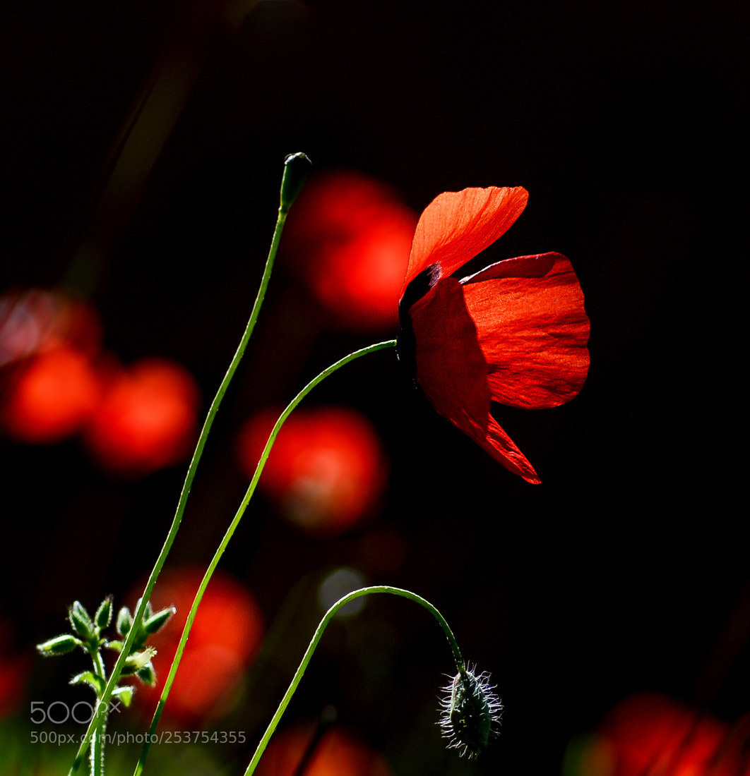 Nikon D7100 sample photo. Gelincik photography