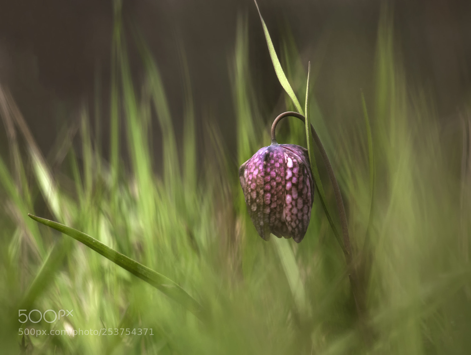 Canon EOS 80D sample photo. Szégyenlős photography