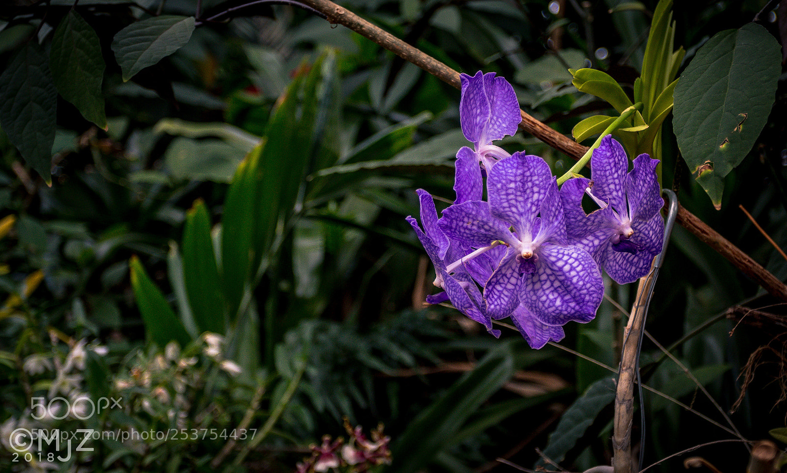 Canon EOS 70D sample photo. Purple photography
