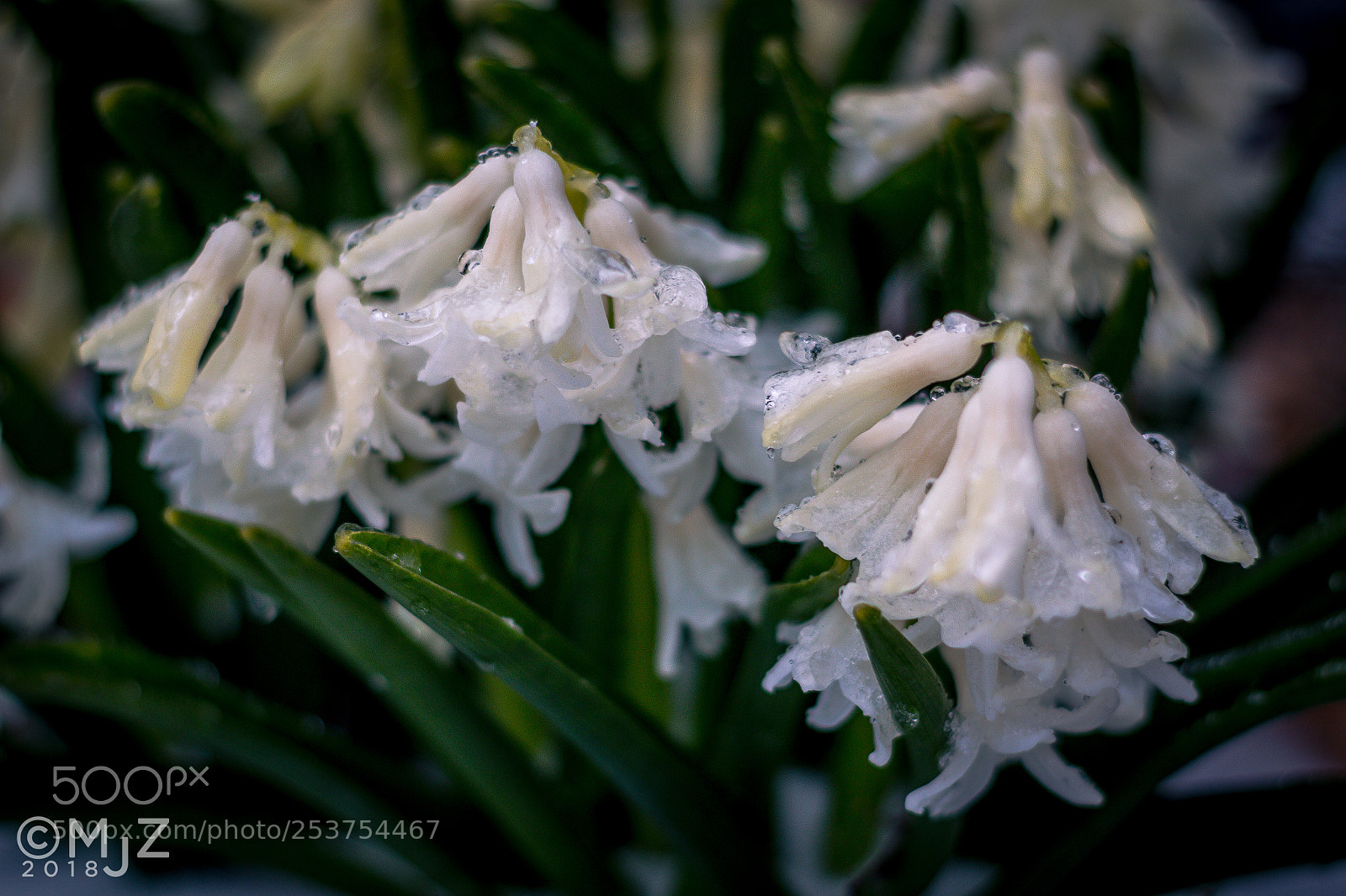 Canon EOS 70D sample photo. Frozen spring photography
