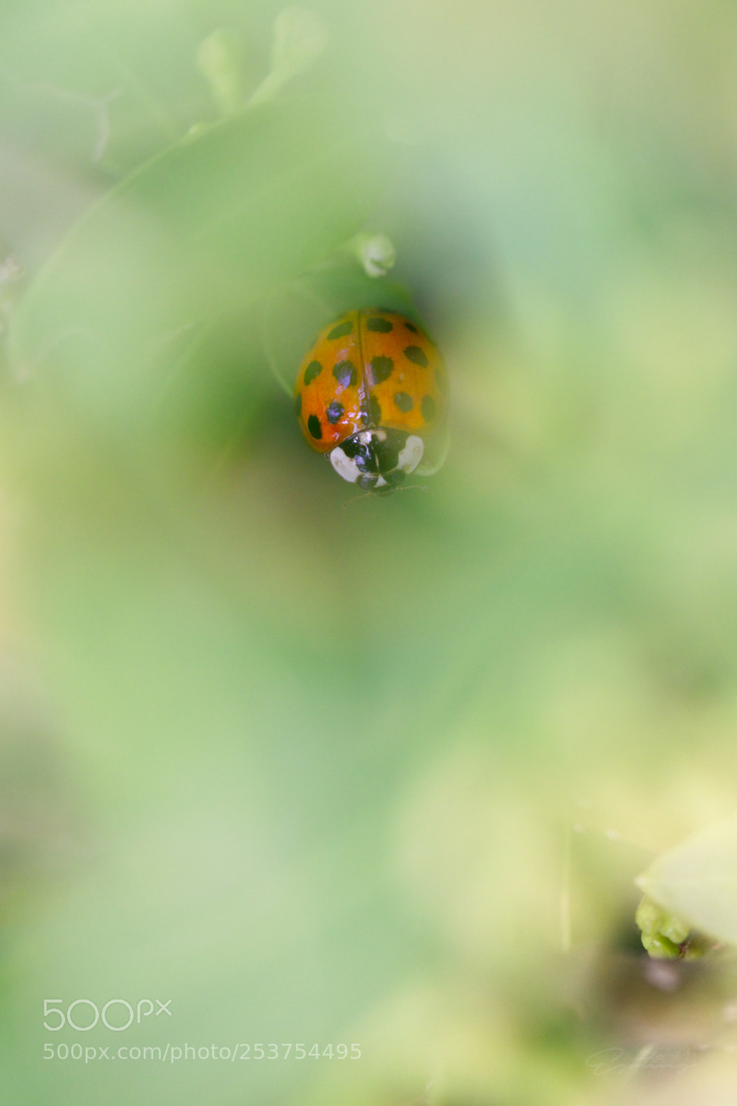 Canon EOS 70D sample photo. Ladybug photography