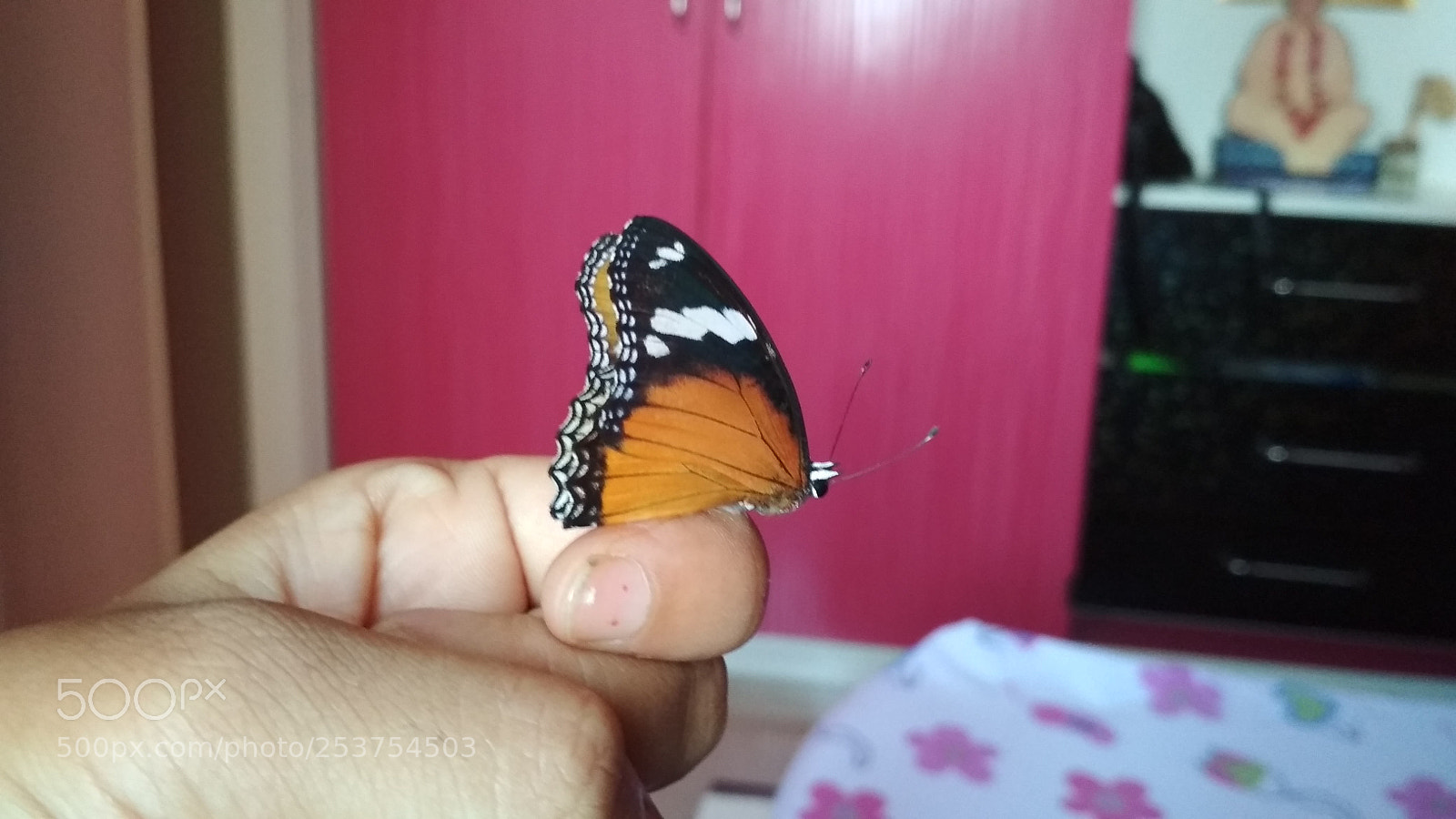 Xiaomi Redmi 4 Pro sample photo. Butterfly on my hand photography