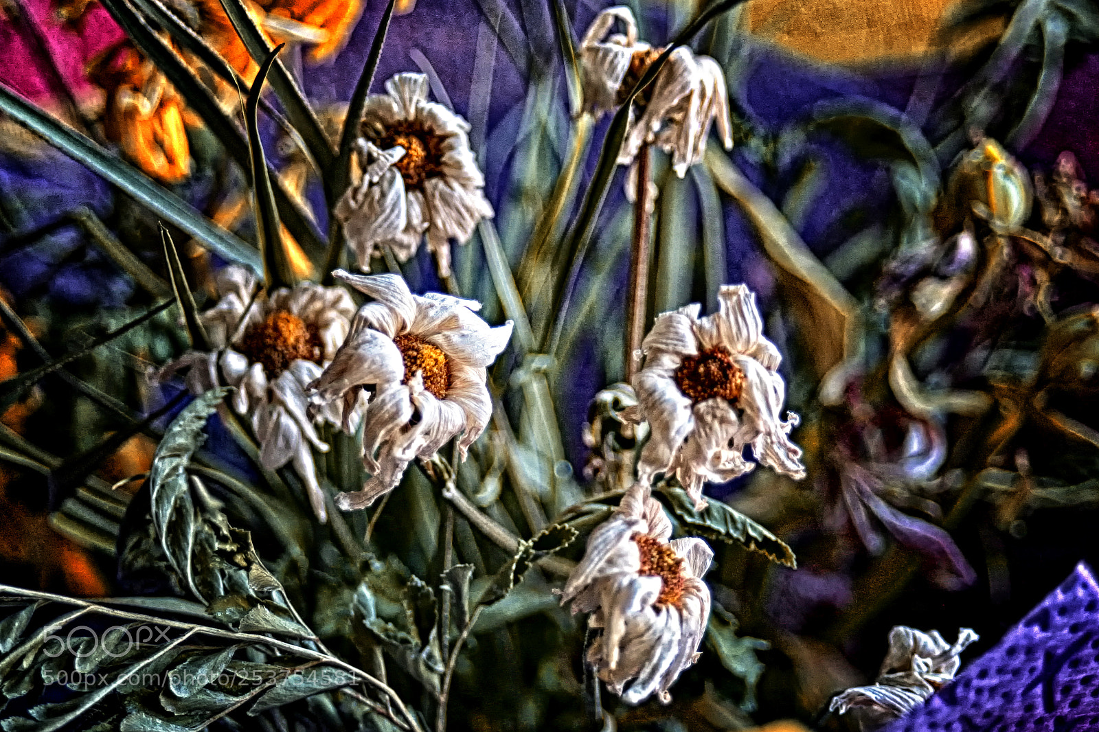 Canon EOS 5D sample photo. Dried flowers will say photography