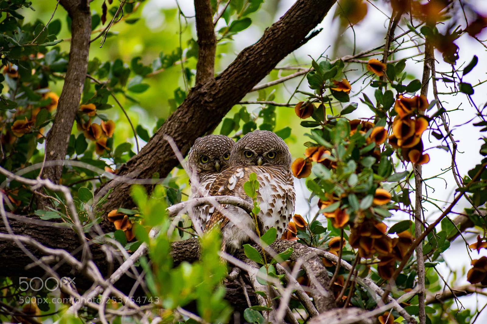Nikon D3400 sample photo. Barred owlets photography