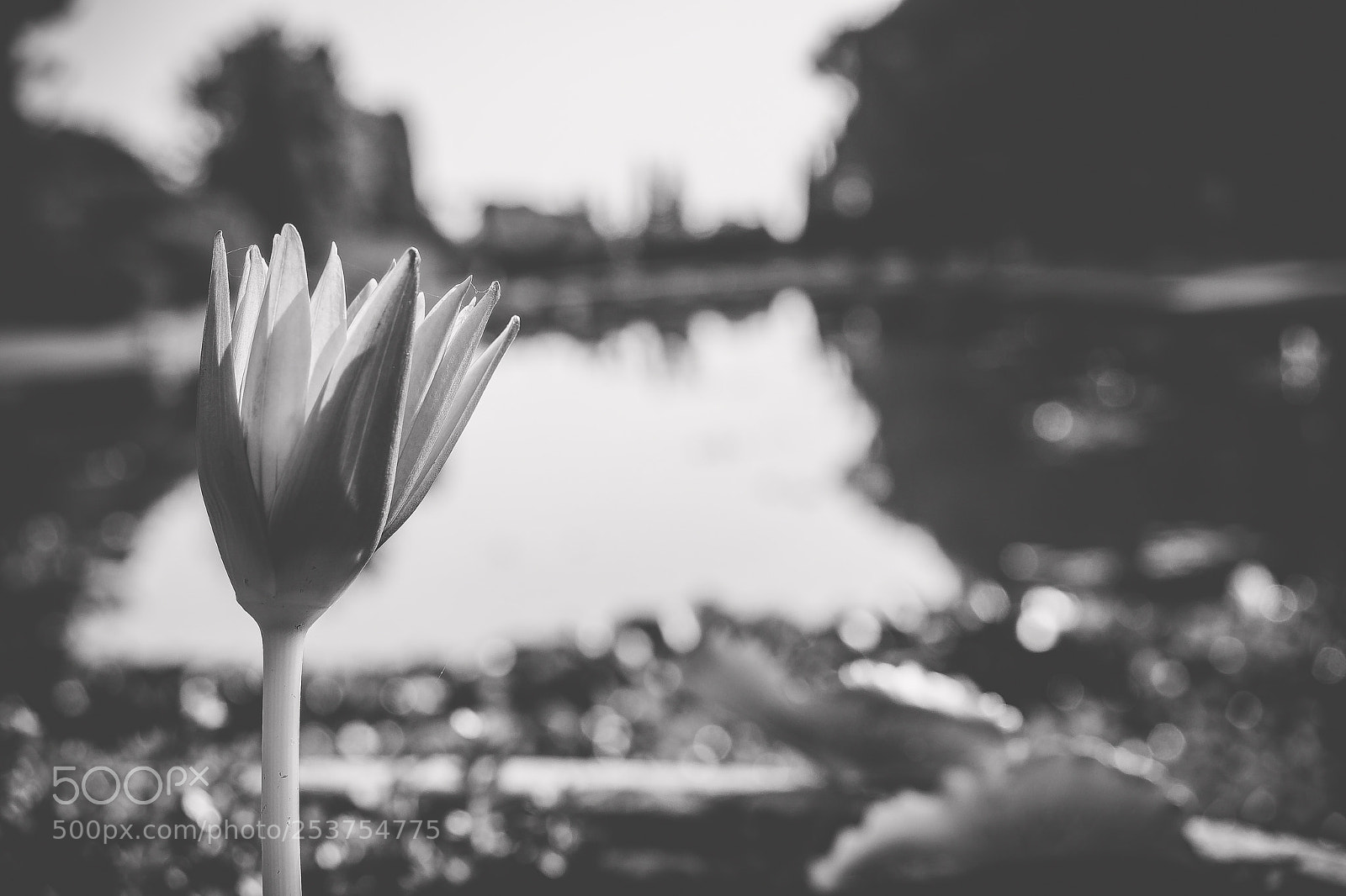 Olympus OM-D E-M5 II sample photo. Senza colori e tanta photography
