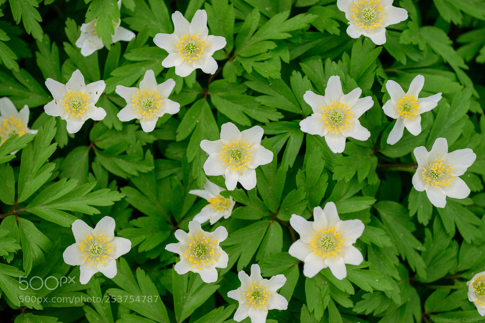 Nikon D5500 sample photo. Spring photography