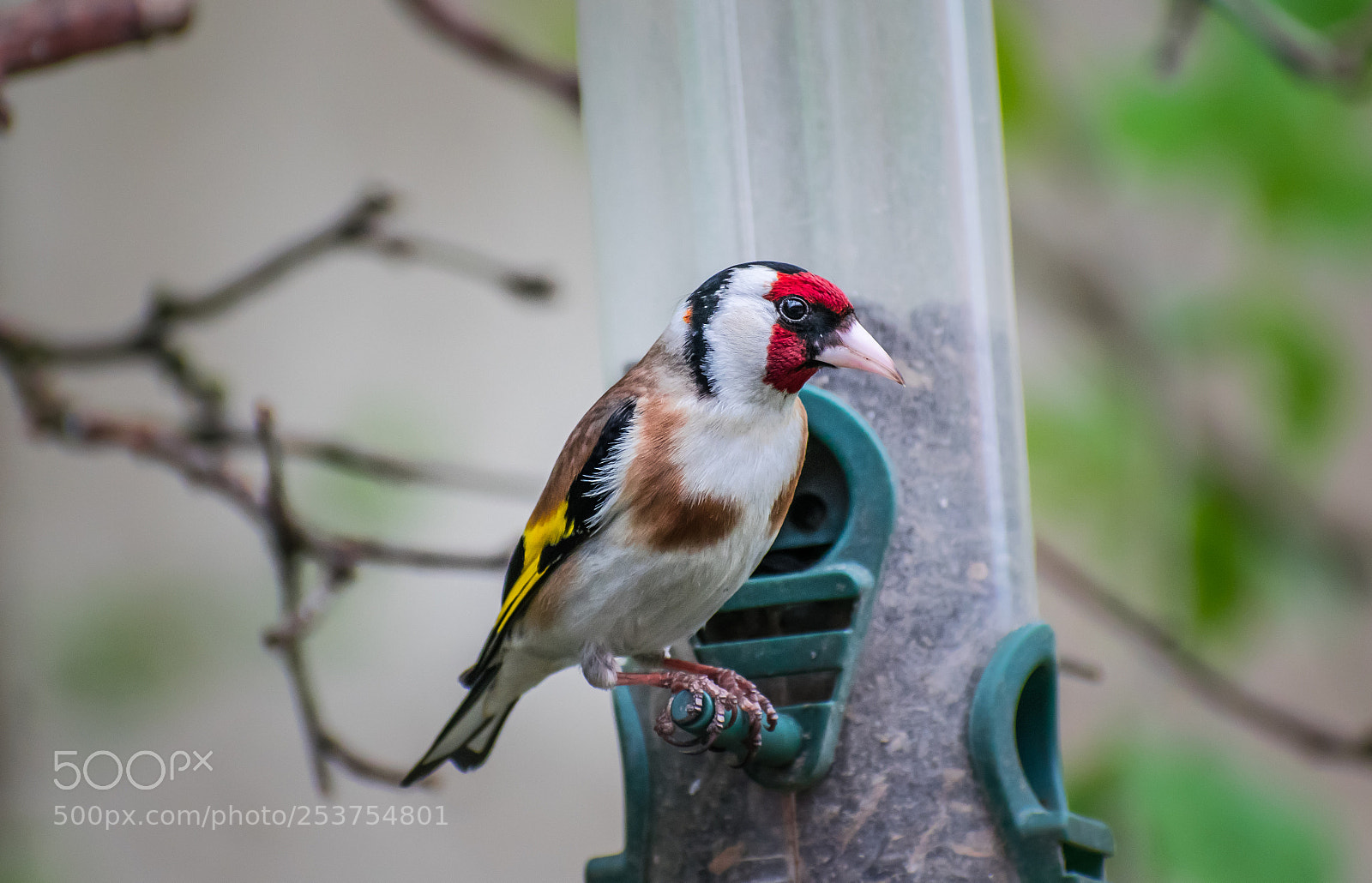 Nikon D3300 sample photo. Goldfinch photography