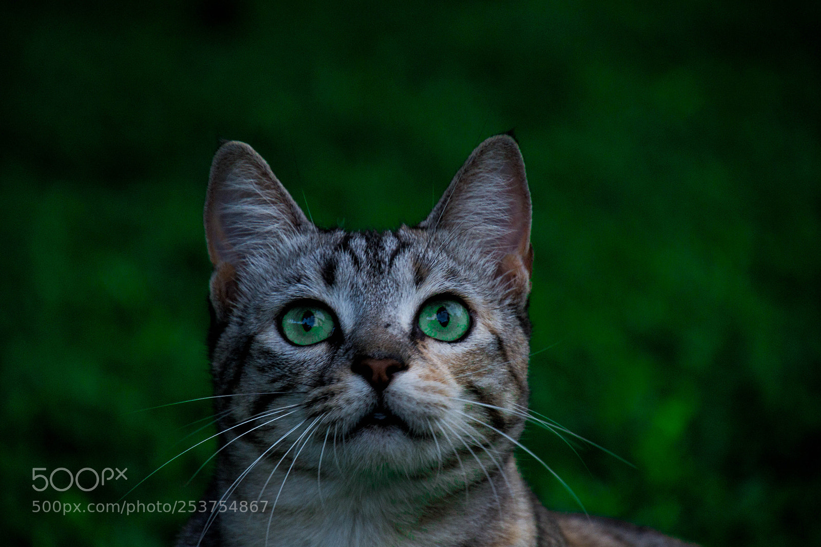 Nikon D3100 sample photo. Intrigued photography