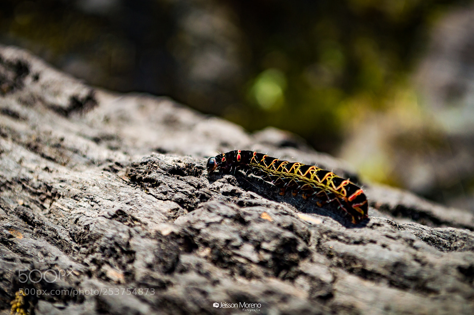 Nikon D3200 sample photo. Oruga photography
