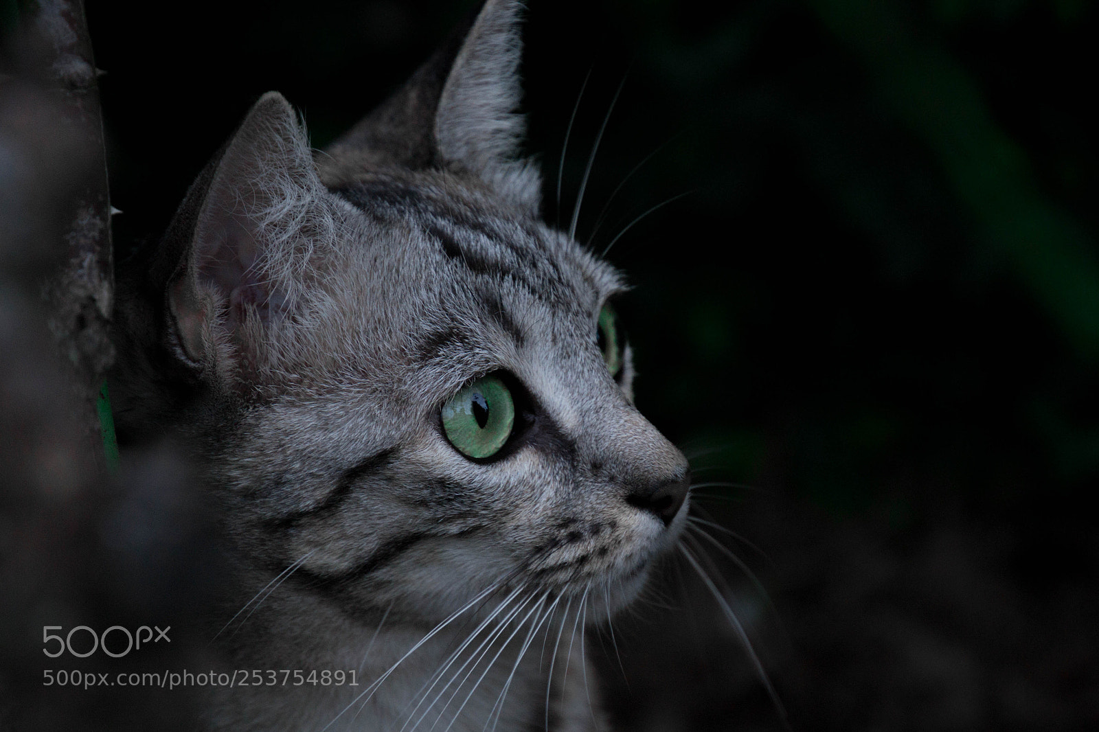 Nikon D3100 sample photo. Cats photography