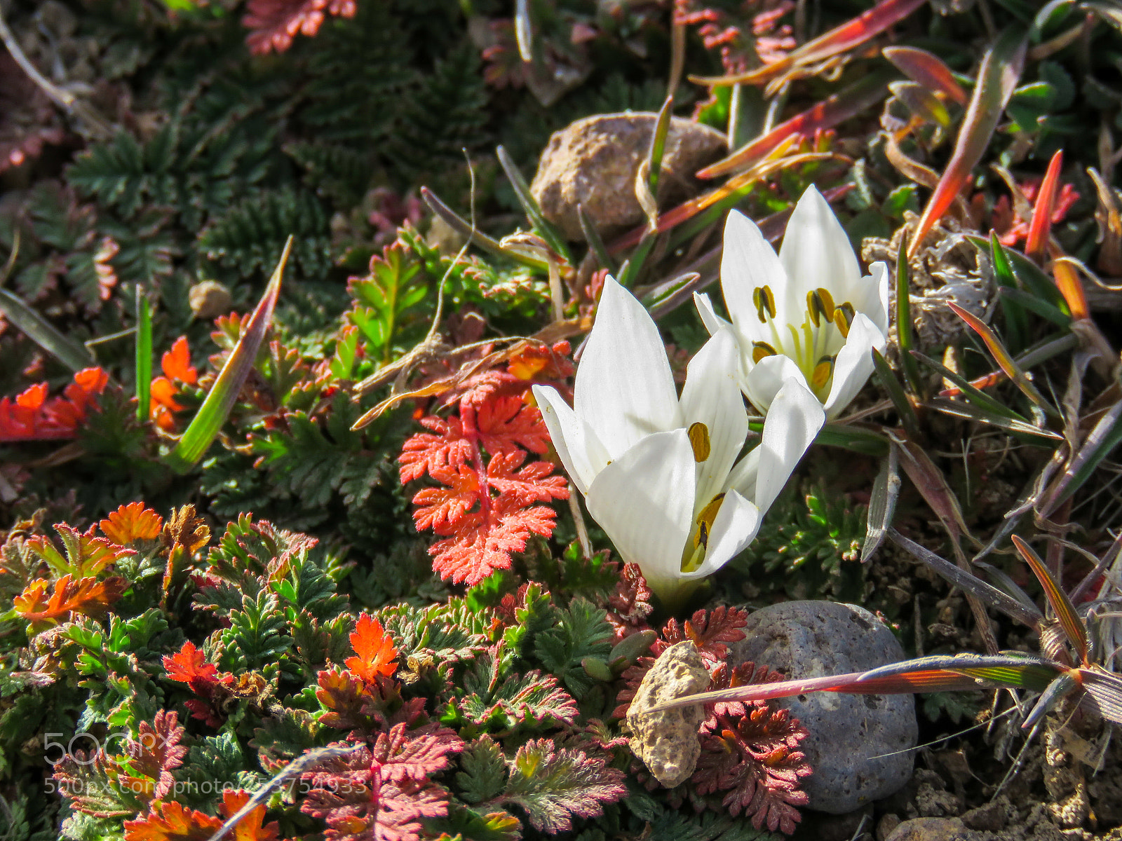 Canon PowerShot SX60 HS sample photo. Colchicum photography