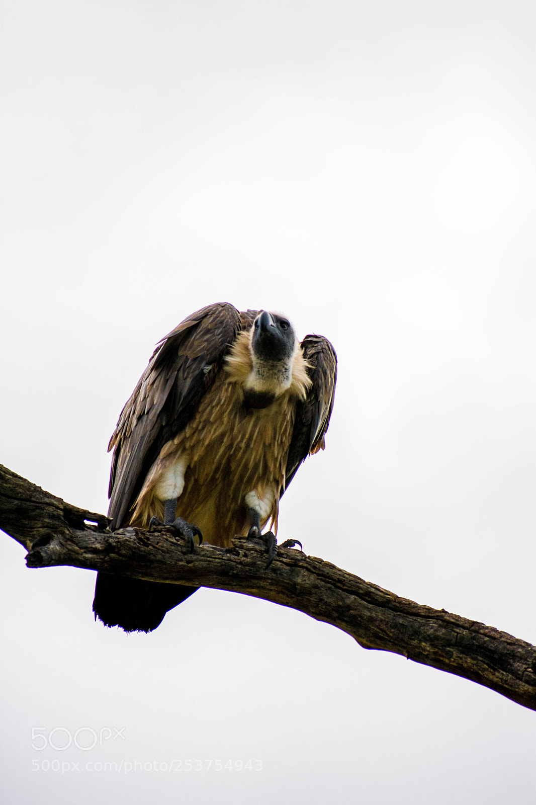 Nikon D3400 sample photo. Vulture photography