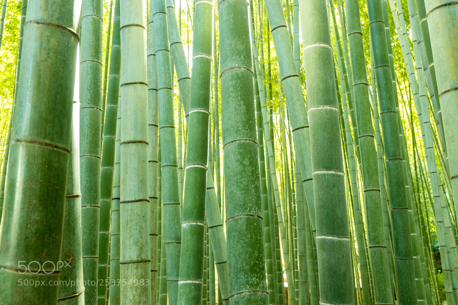 Canon EOS 80D sample photo. Bamboo photography