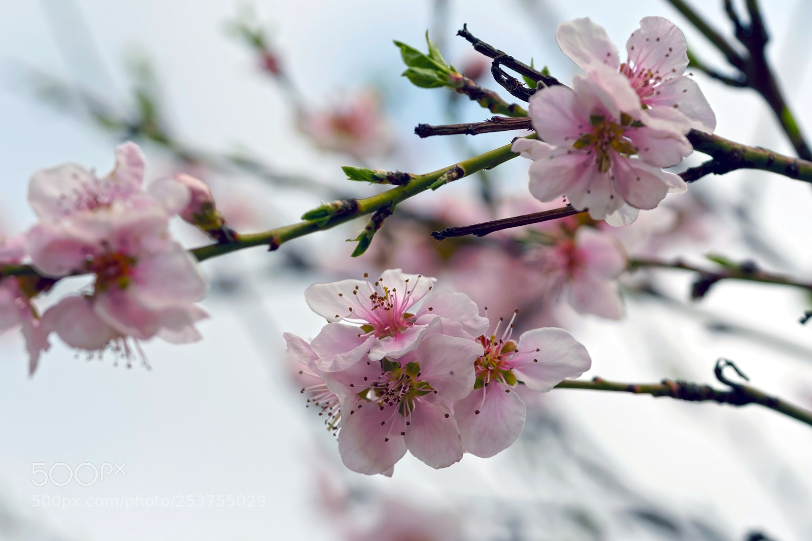 Sony a6300 sample photo. Vinogradarska  breskva photography