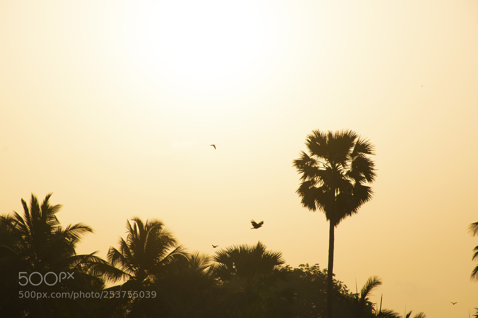 Nikon D5300 sample photo. Sunrise at aksa beach photography