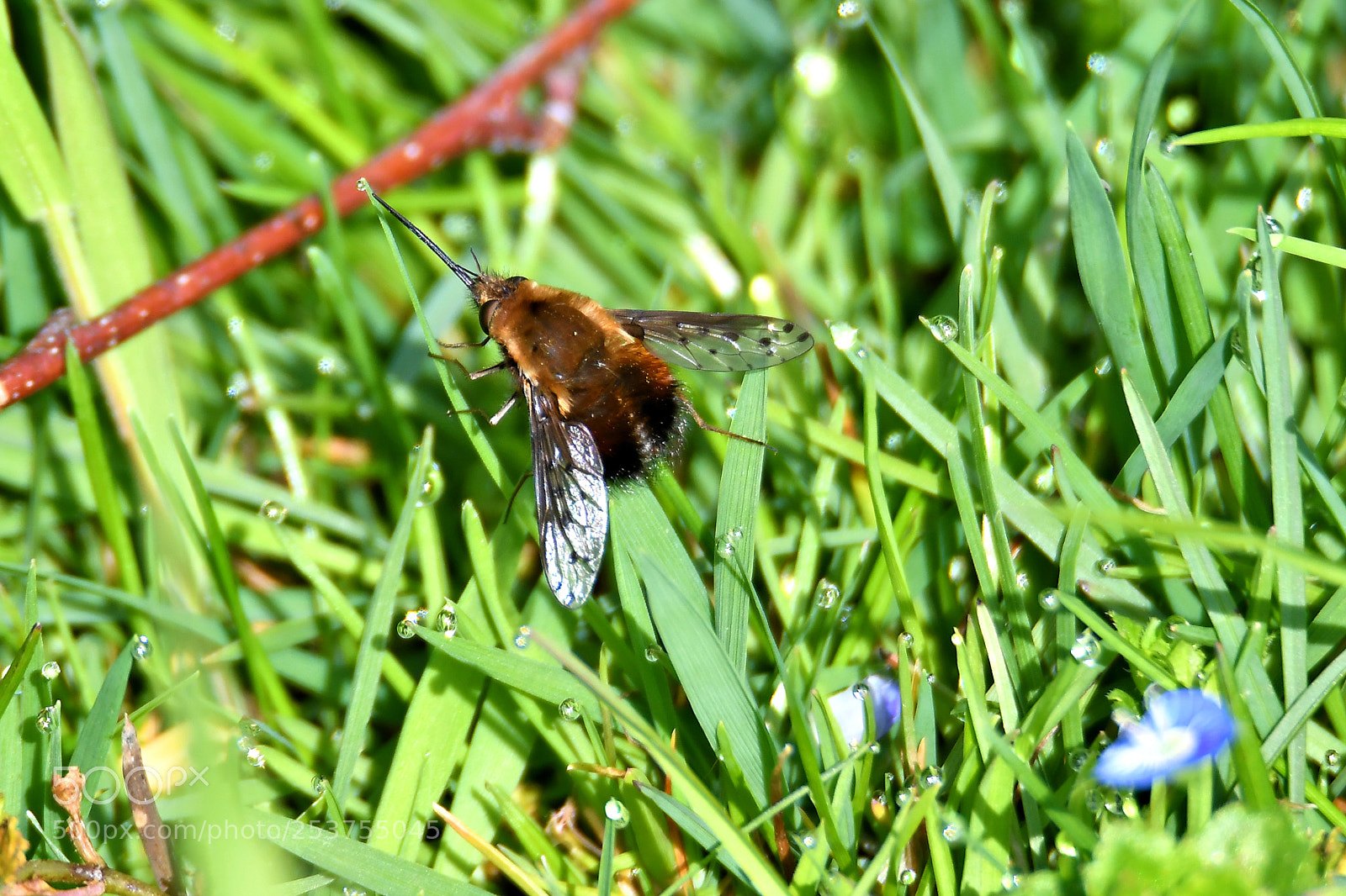 Nikon D500 sample photo. Wollschweber, humbleflie photography
