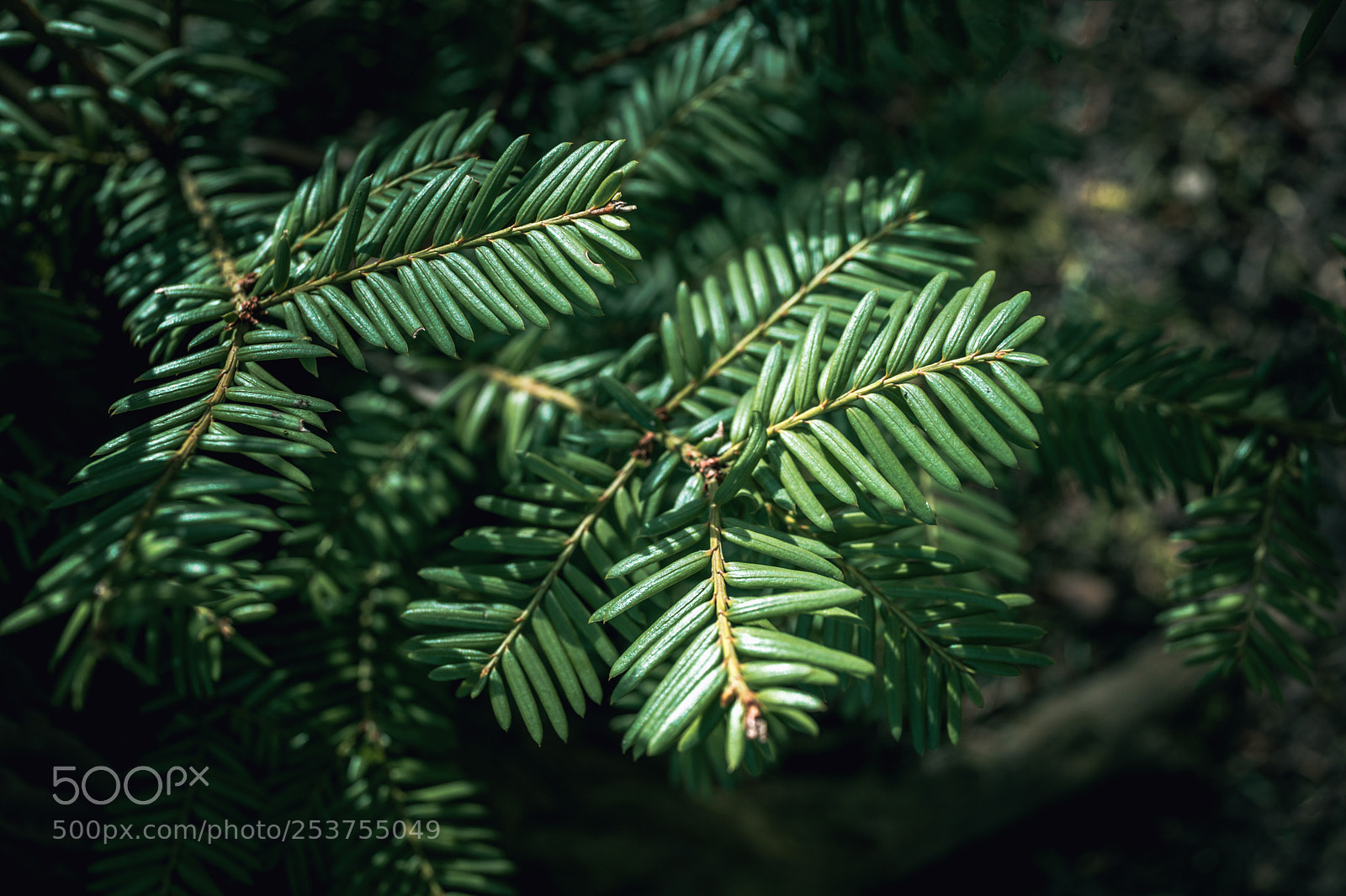 Sony Cyber-shot DSC-RX1 sample photo. Fir tree branch closeup photography
