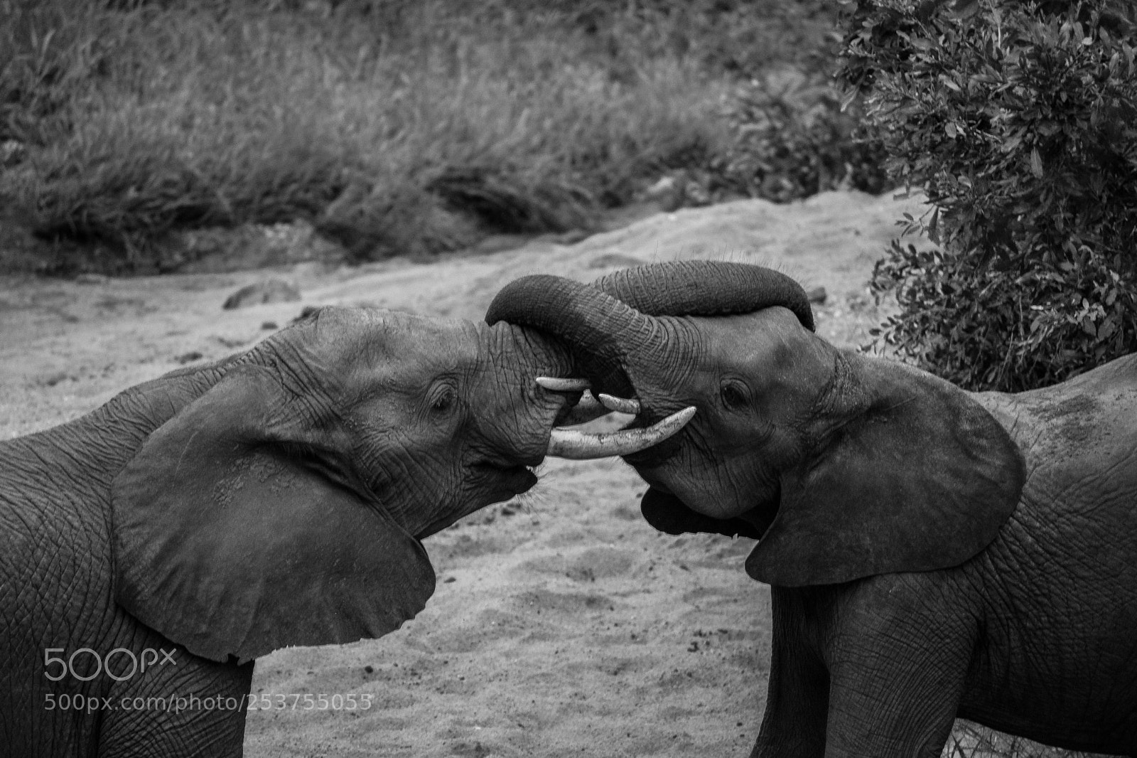 Nikon D3400 sample photo. Elephants embrace photography