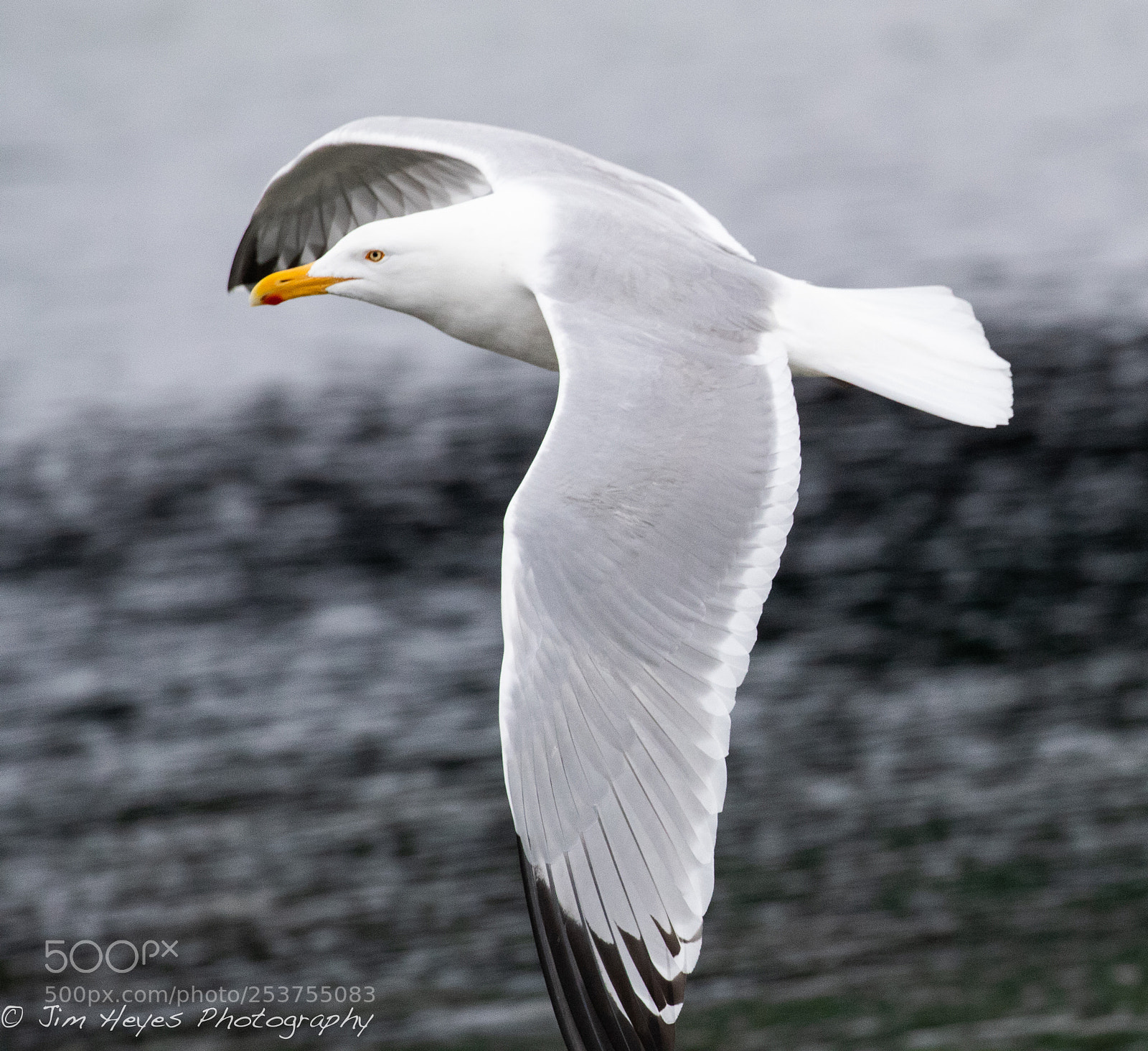 Canon EOS-1D X Mark II sample photo. Sea gull at speed photography