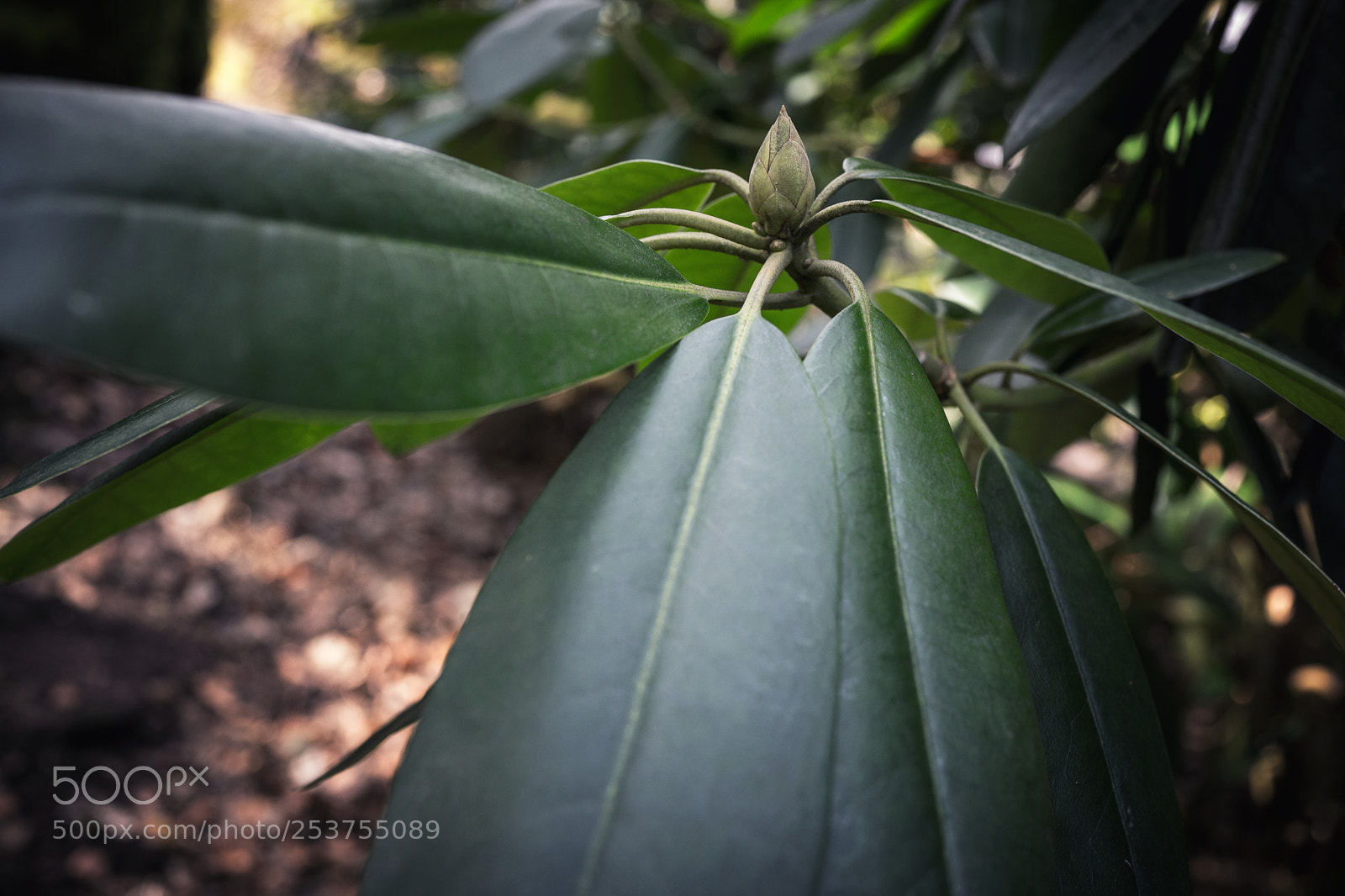 Sony Cyber-shot DSC-RX1 sample photo. Green plant starting to photography