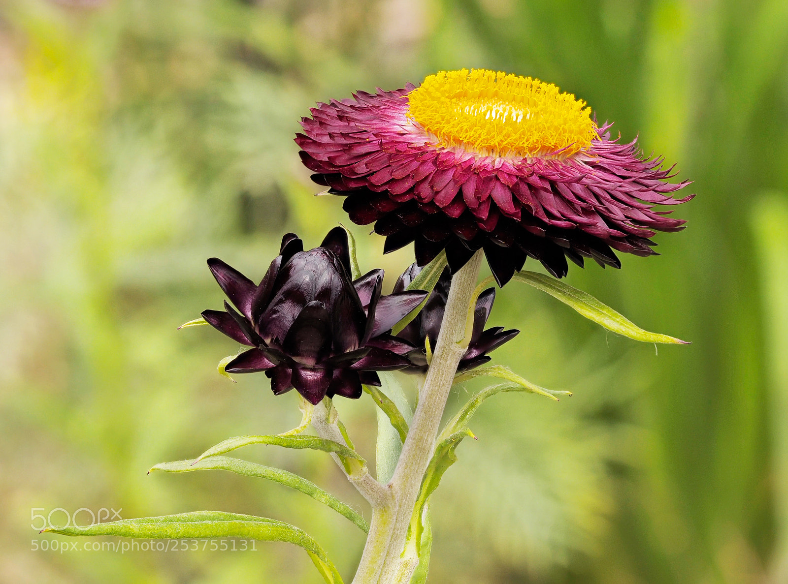 Olympus OM-D E-M1 sample photo. Flower photography