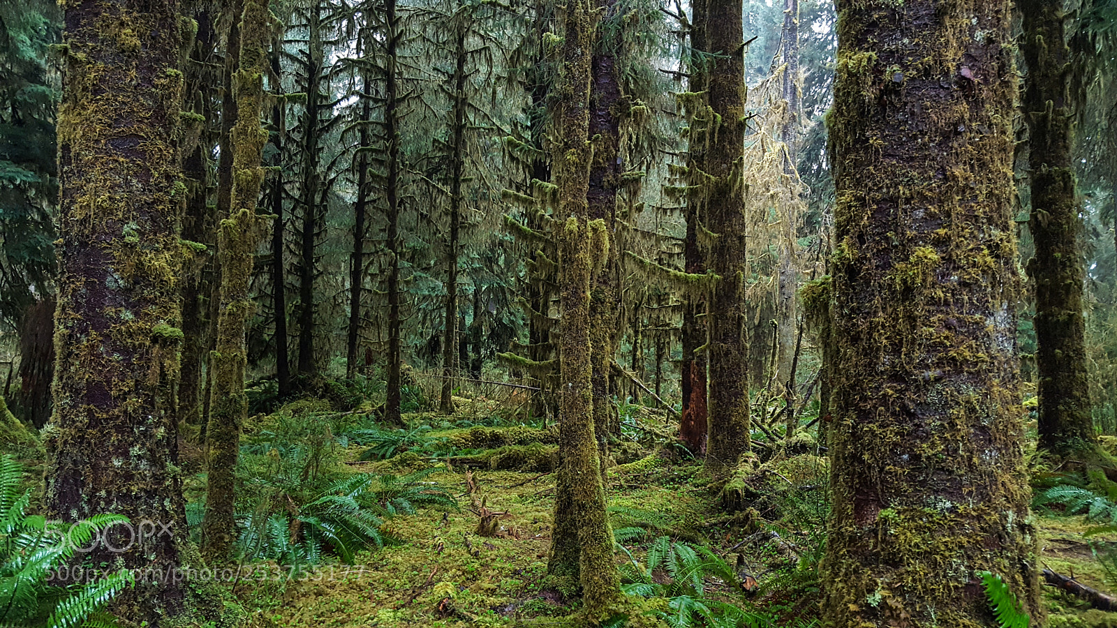 Samsung Galaxy S6 sample photo. Hoh rainforest oylmpic np photography