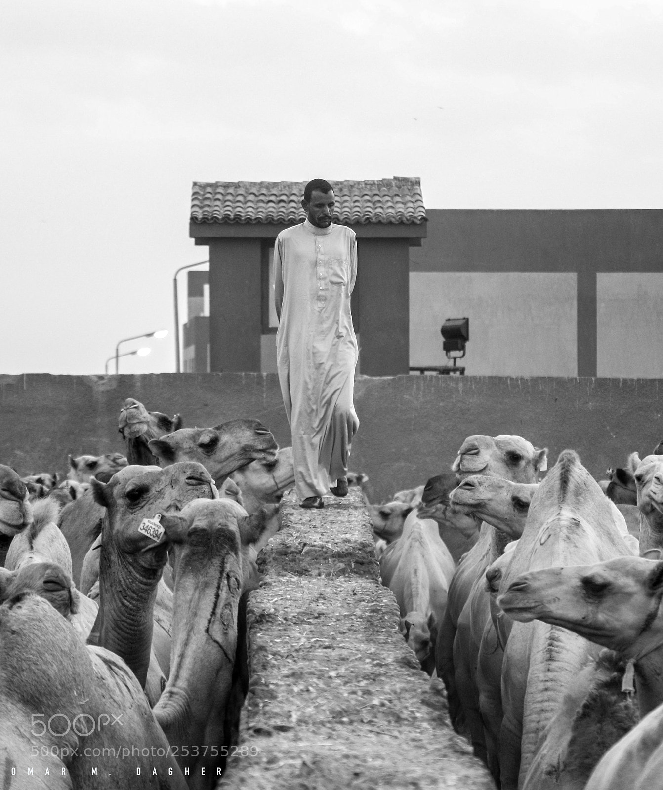 Canon EOS 70D sample photo. Through camels photography
