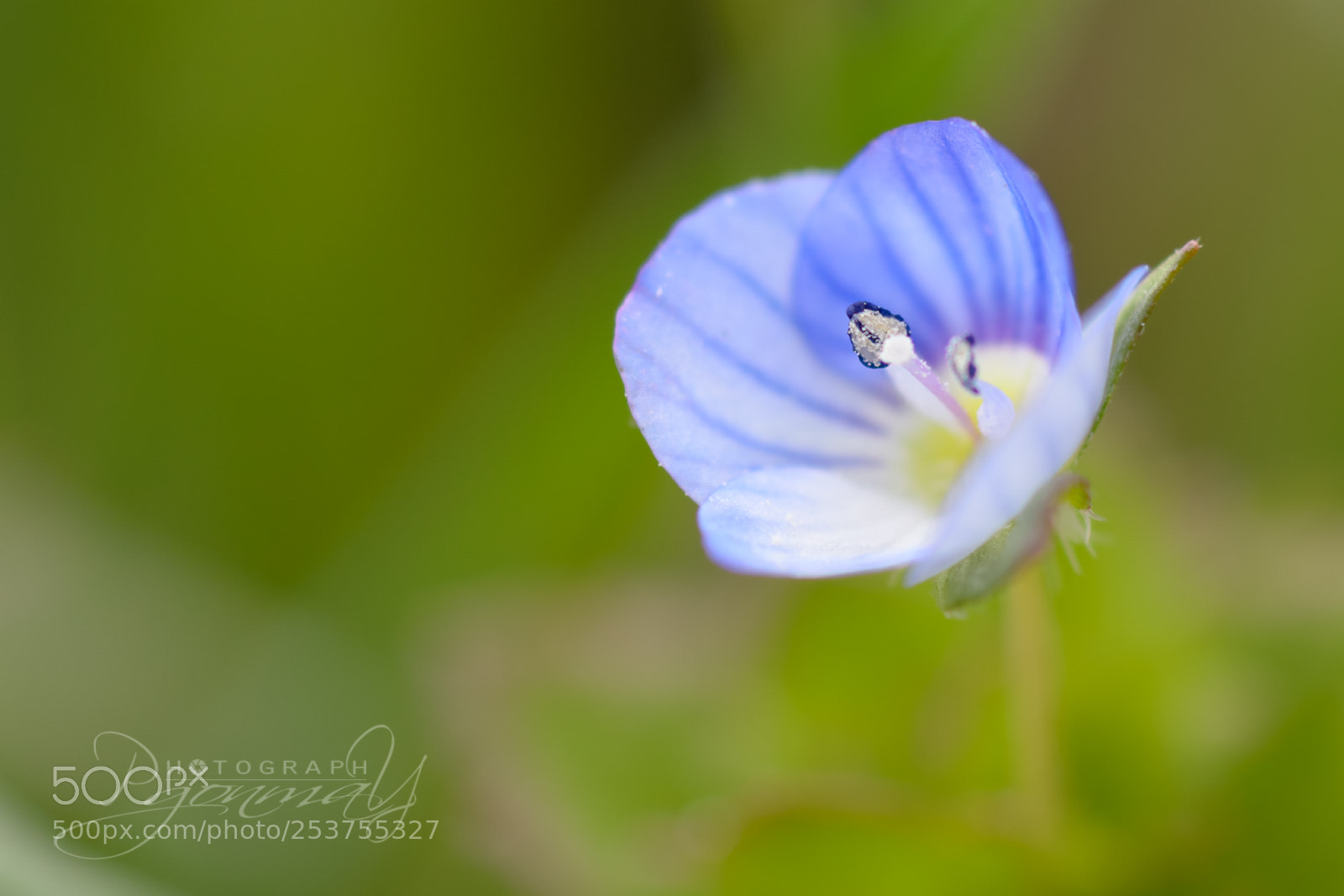 Nikon D7000 sample photo. Veronica persica photography