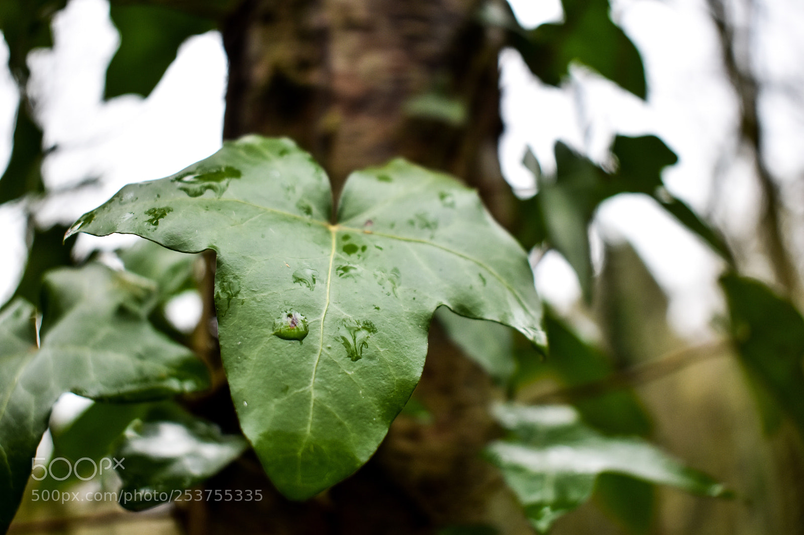 Nikon D5600 sample photo. April showers  photography