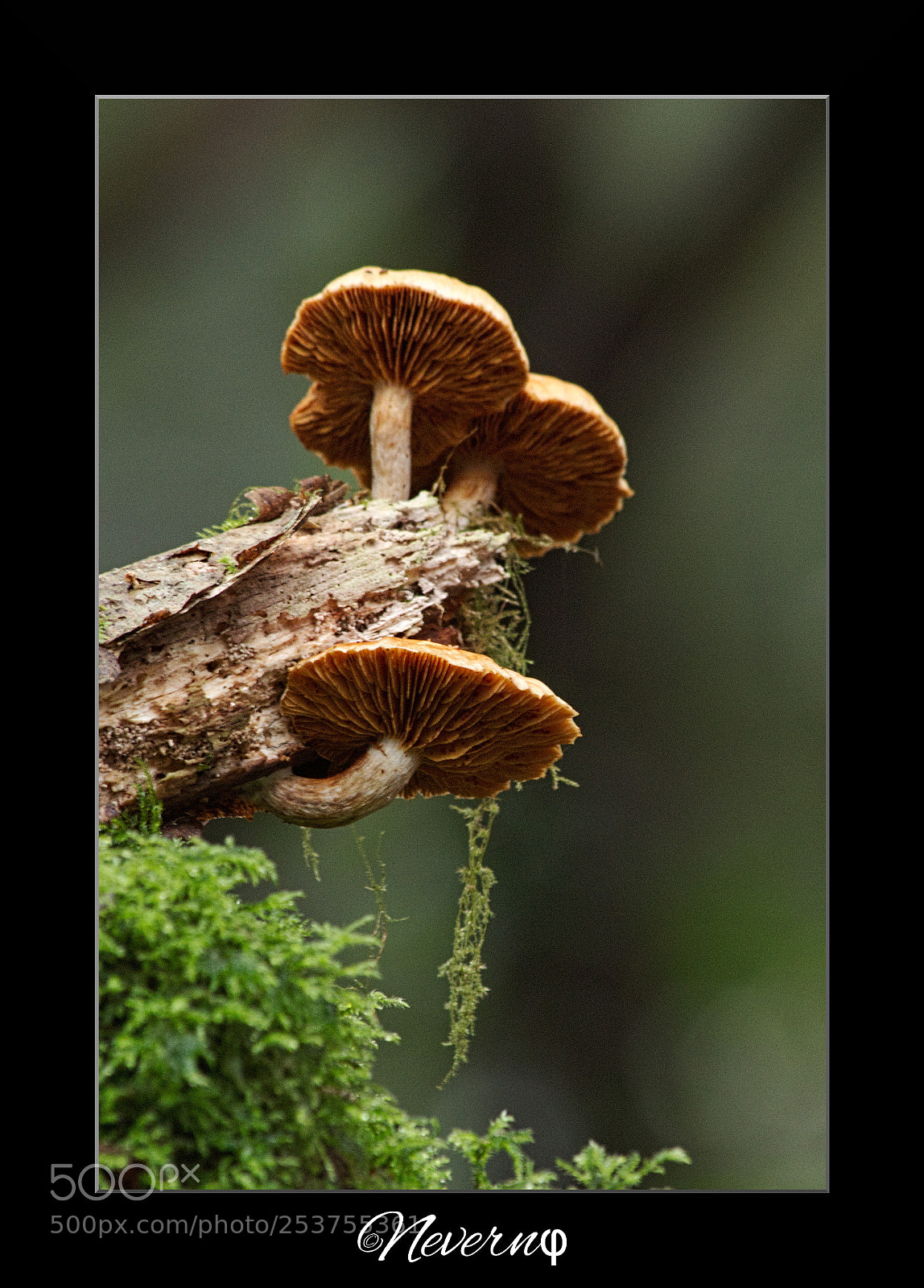 Pentax K-S2 sample photo. Mushrooms 7 photography