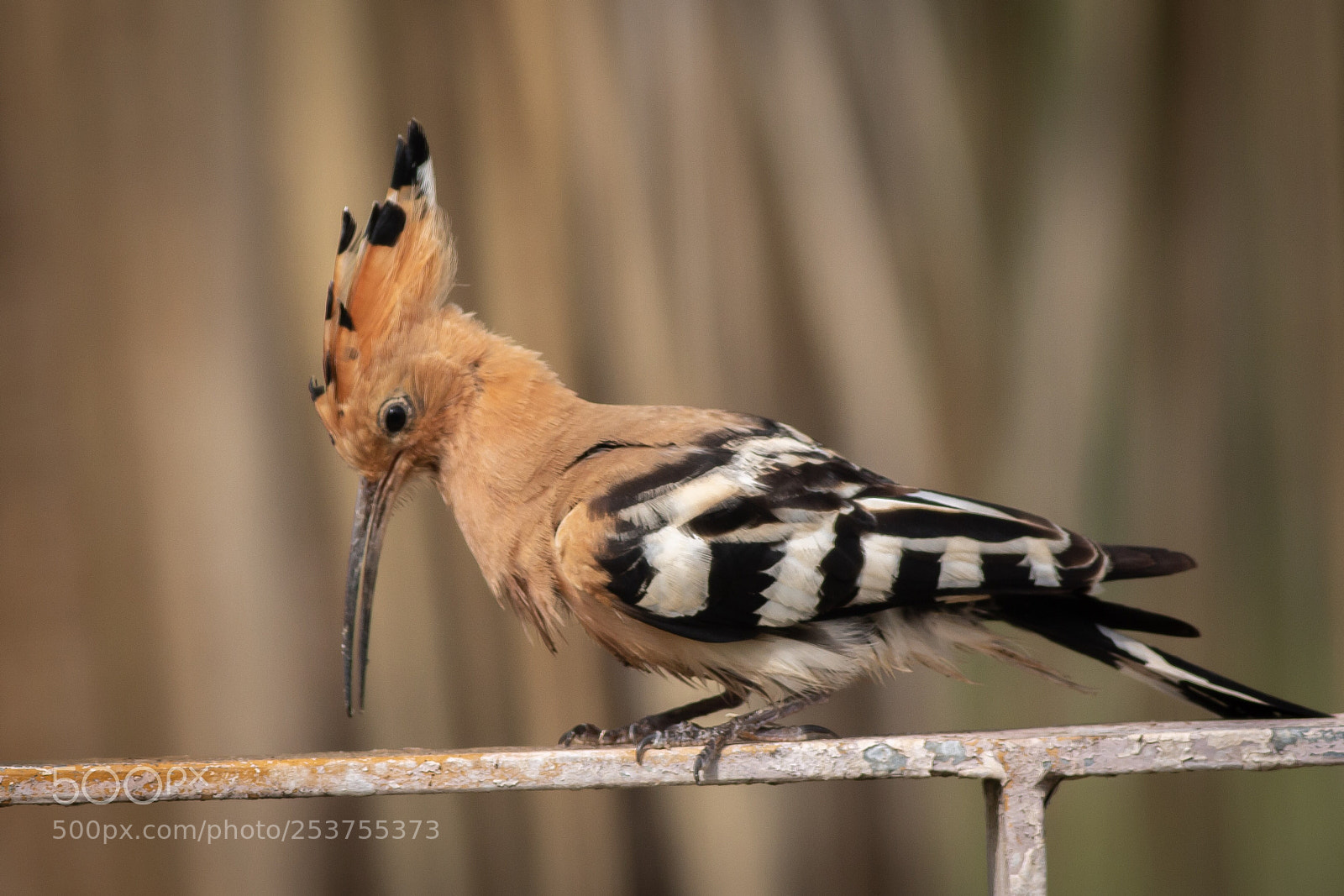 Canon EOS 70D sample photo. Hoopoe photography