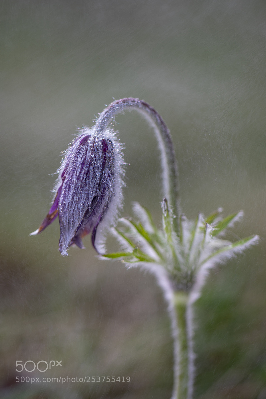 Canon EOS 5D Mark IV sample photo. Pulsatilla photography