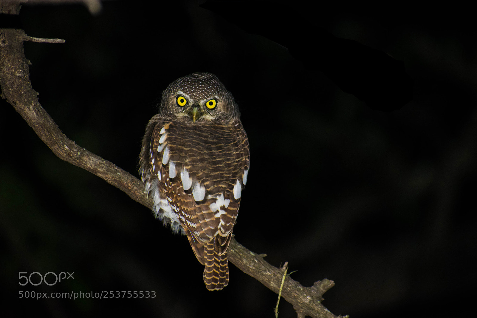 Nikon D3400 sample photo. Barred owlet photography