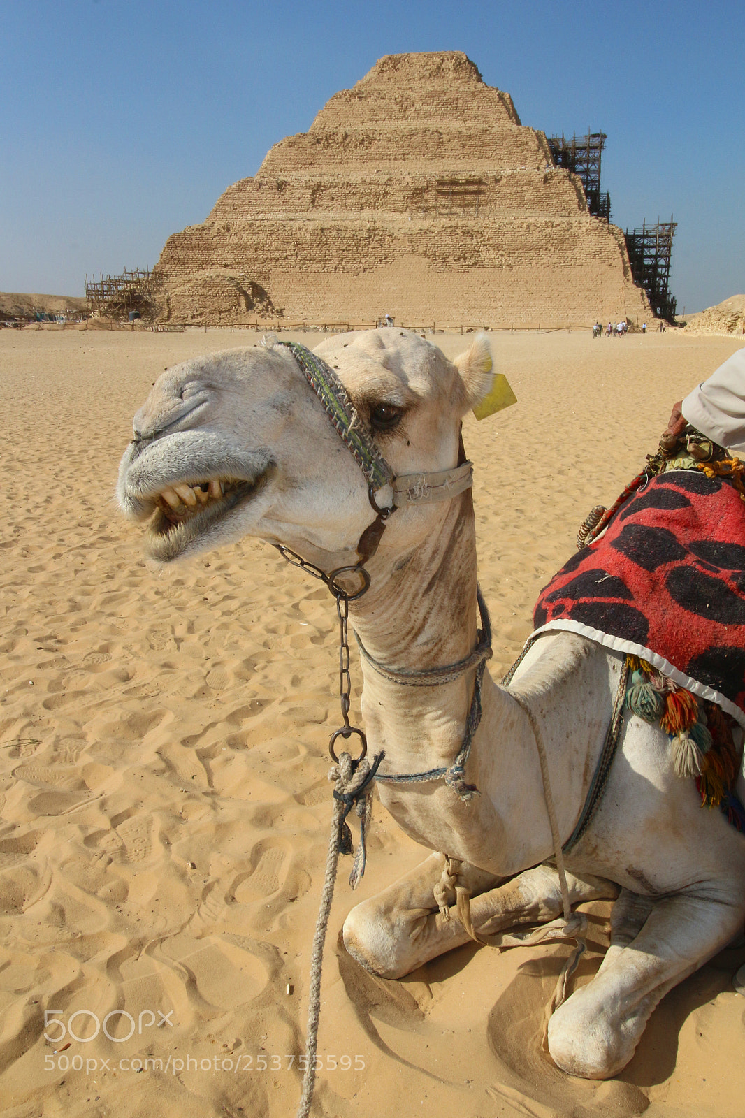 Canon EOS 700D (EOS Rebel T5i / EOS Kiss X7i) sample photo. Camel in saqqara photography
