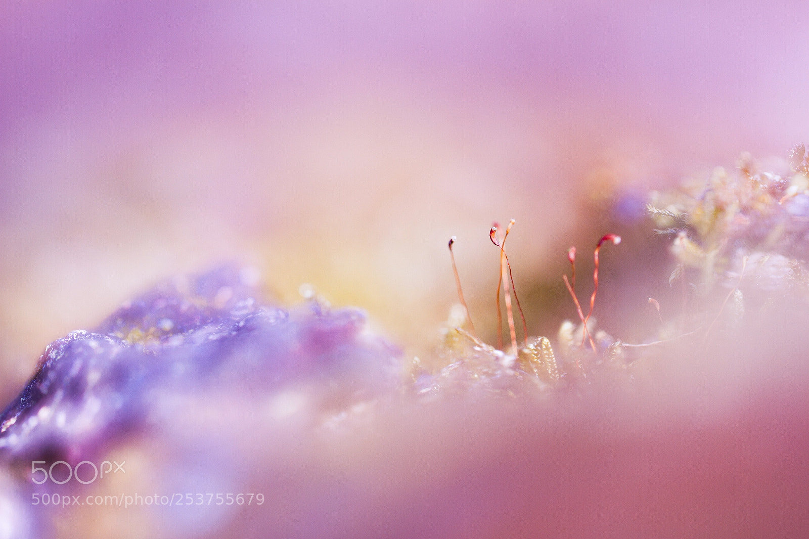 Canon EOS 7D sample photo. Fairy world photography