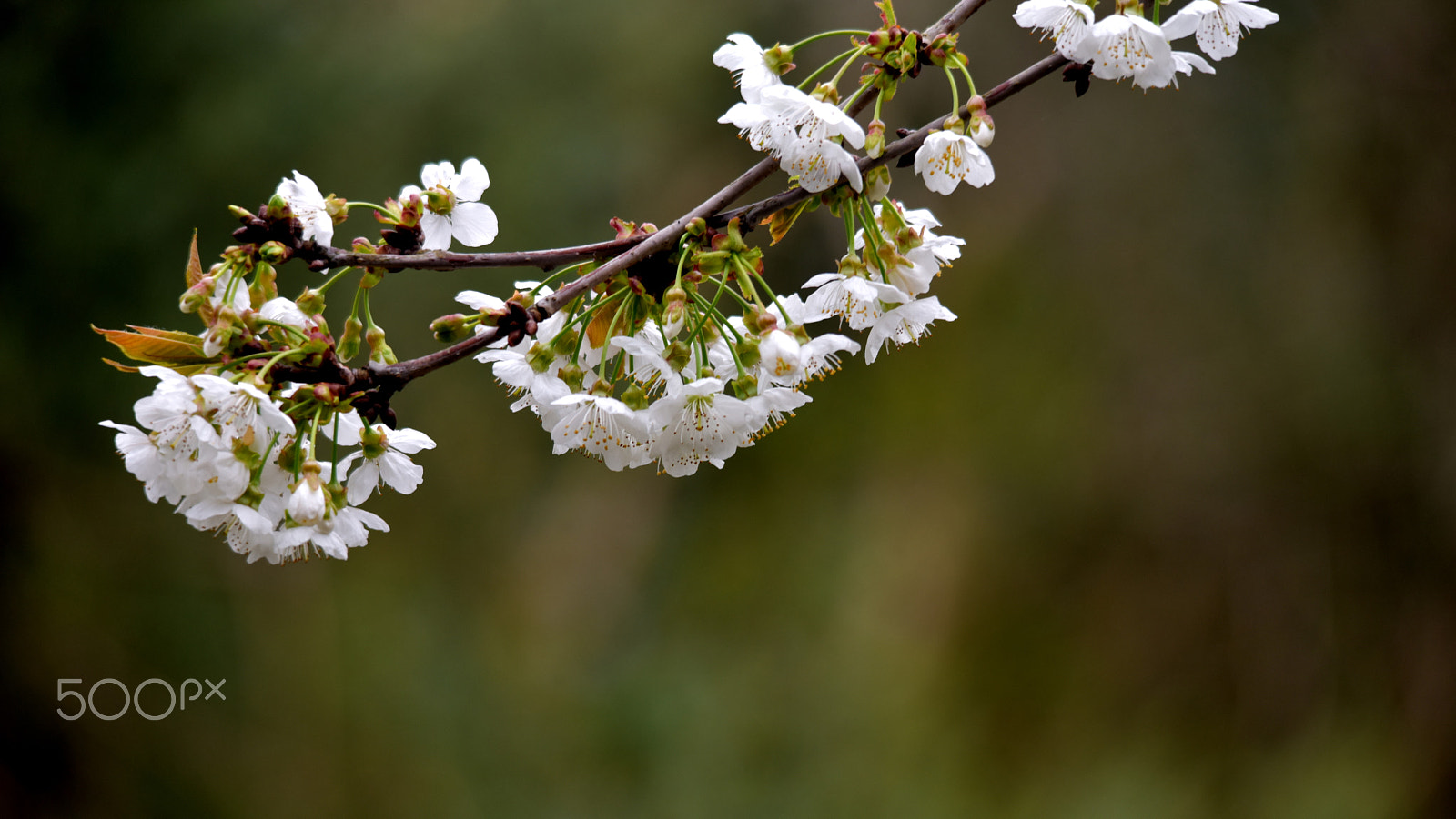 Sigma 150-500mm F5-6.3 DG OS HSM sample photo. Dsc photography