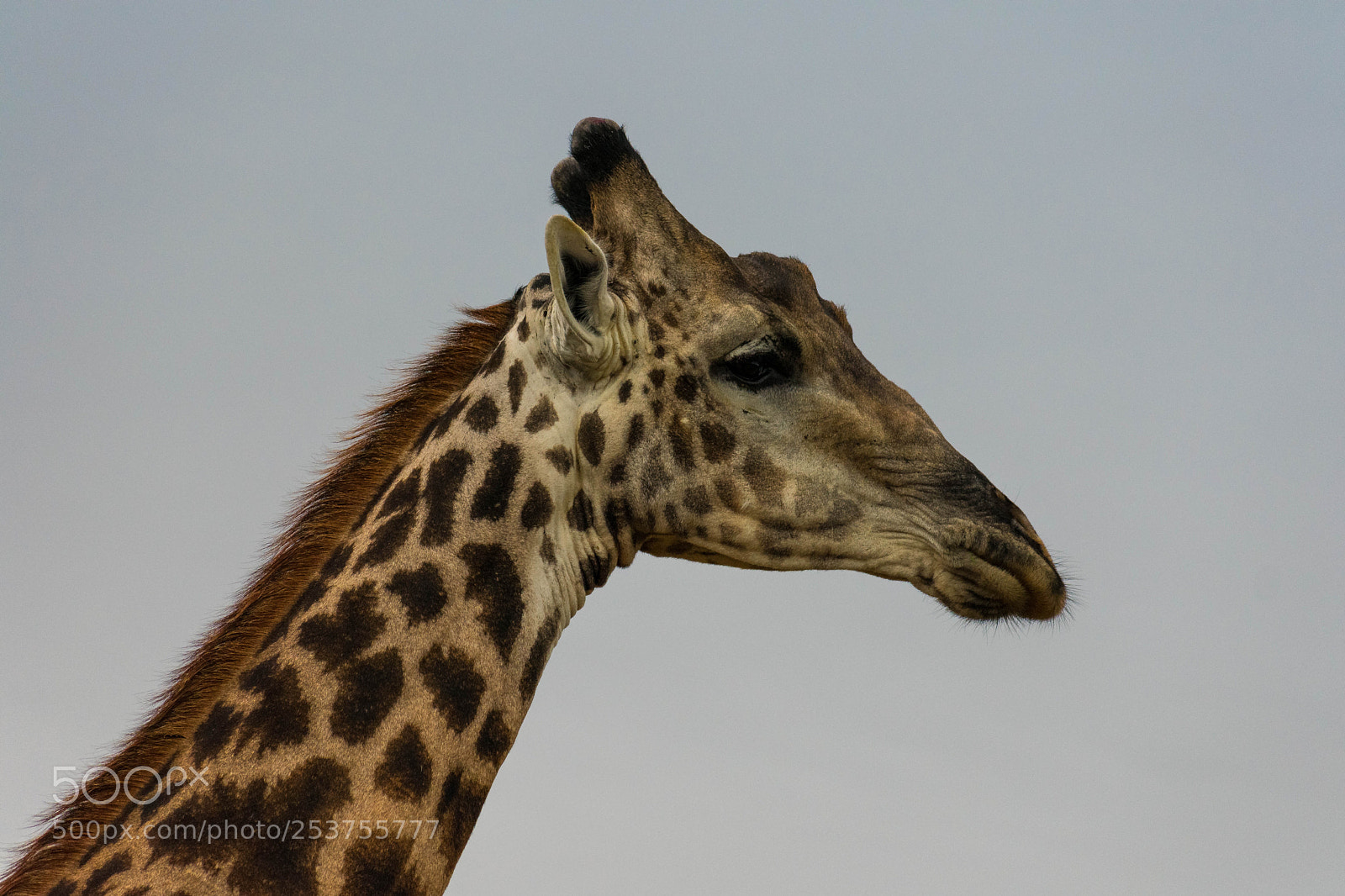 Nikon D3400 sample photo. Giraffe photography